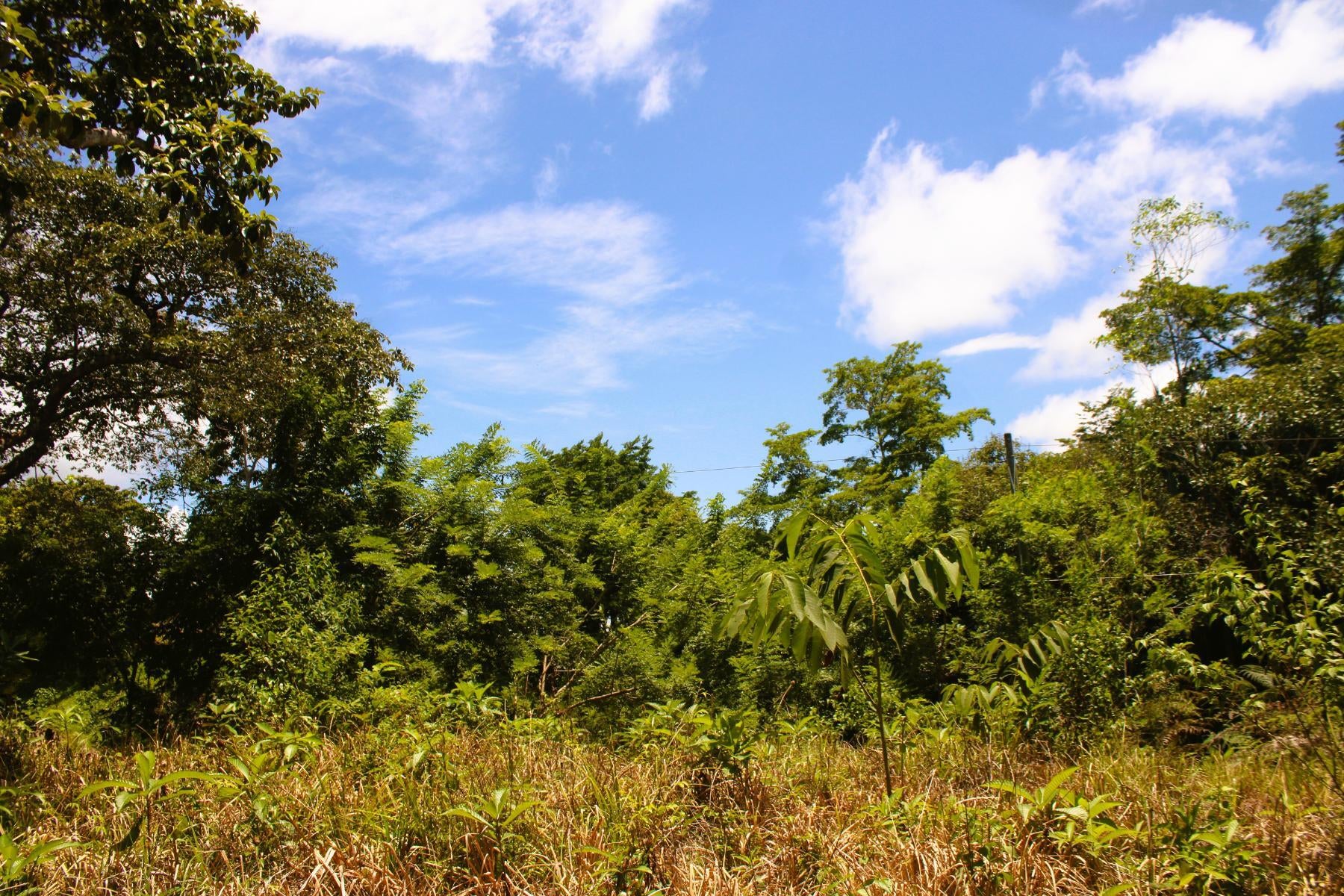 Wildlife Reserve Farm, Chontales, Chontales, Ojochal, Puerto Cortes, Osa, Puntarenas, Costa Rica 60501