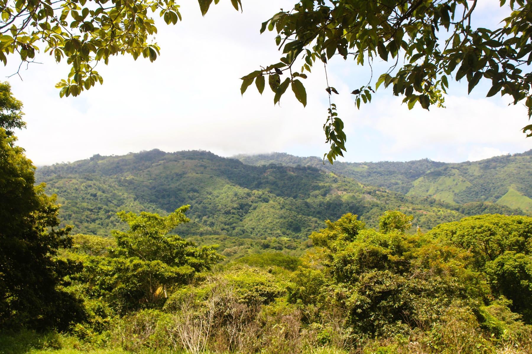 Wildlife Reserve Farm, Chontales, Chontales, Ojochal, Puerto Cortes, Osa, Puntarenas, Costa Rica 60501