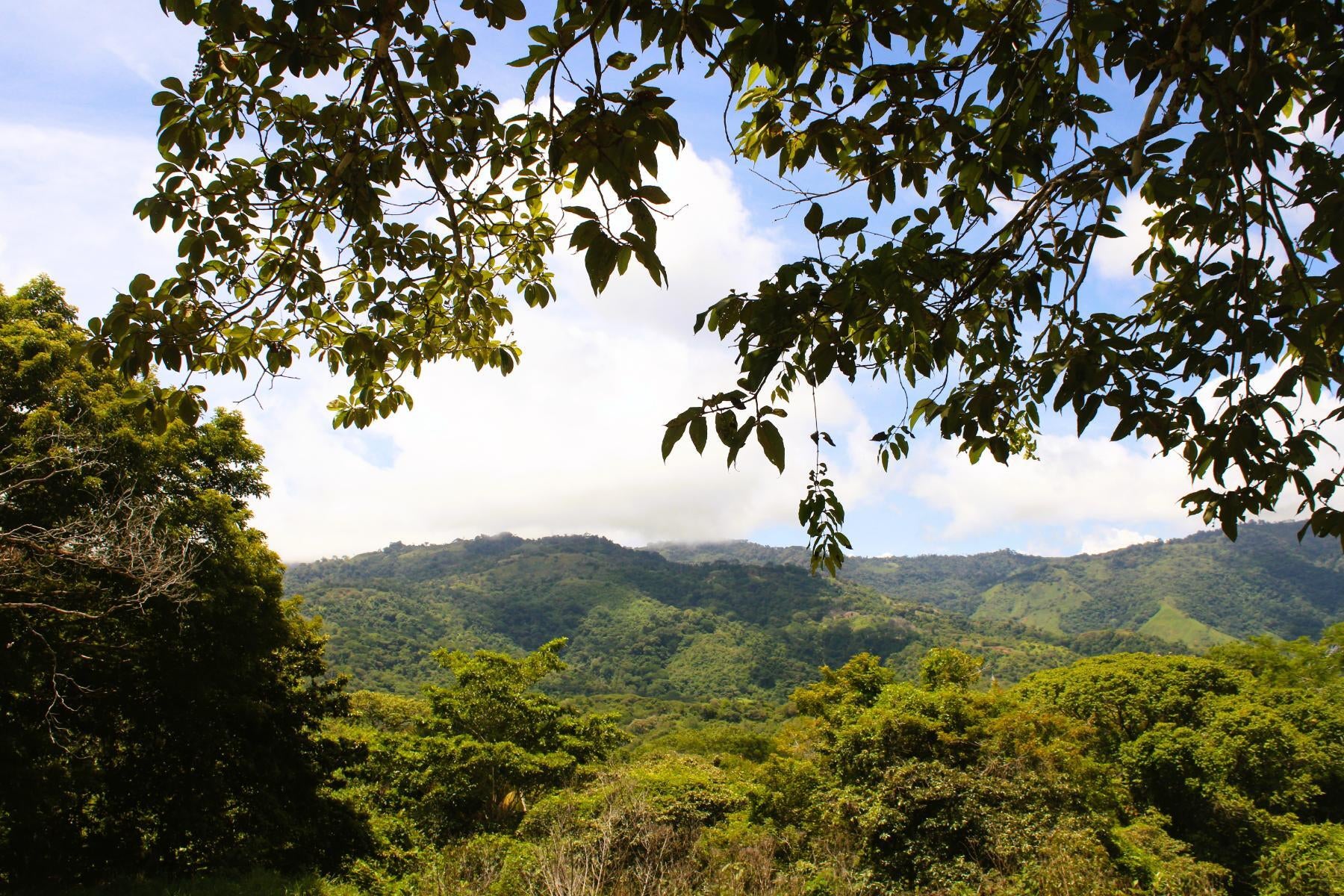 Wildlife Reserve Farm, Chontales, Chontales, Ojochal, Puerto Cortes, Osa, Puntarenas, Costa Rica 60501