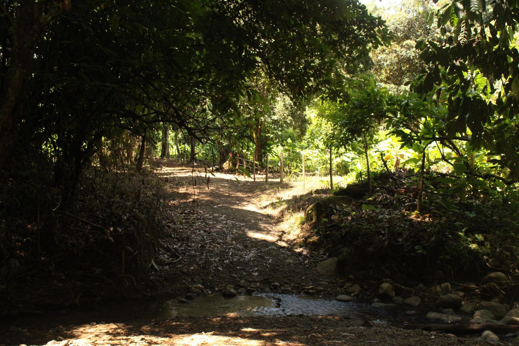 Wildlife Reserve Farm, Chontales, Chontales, Ojochal, Puerto Cortes, Osa, Puntarenas, Costa Rica 60501