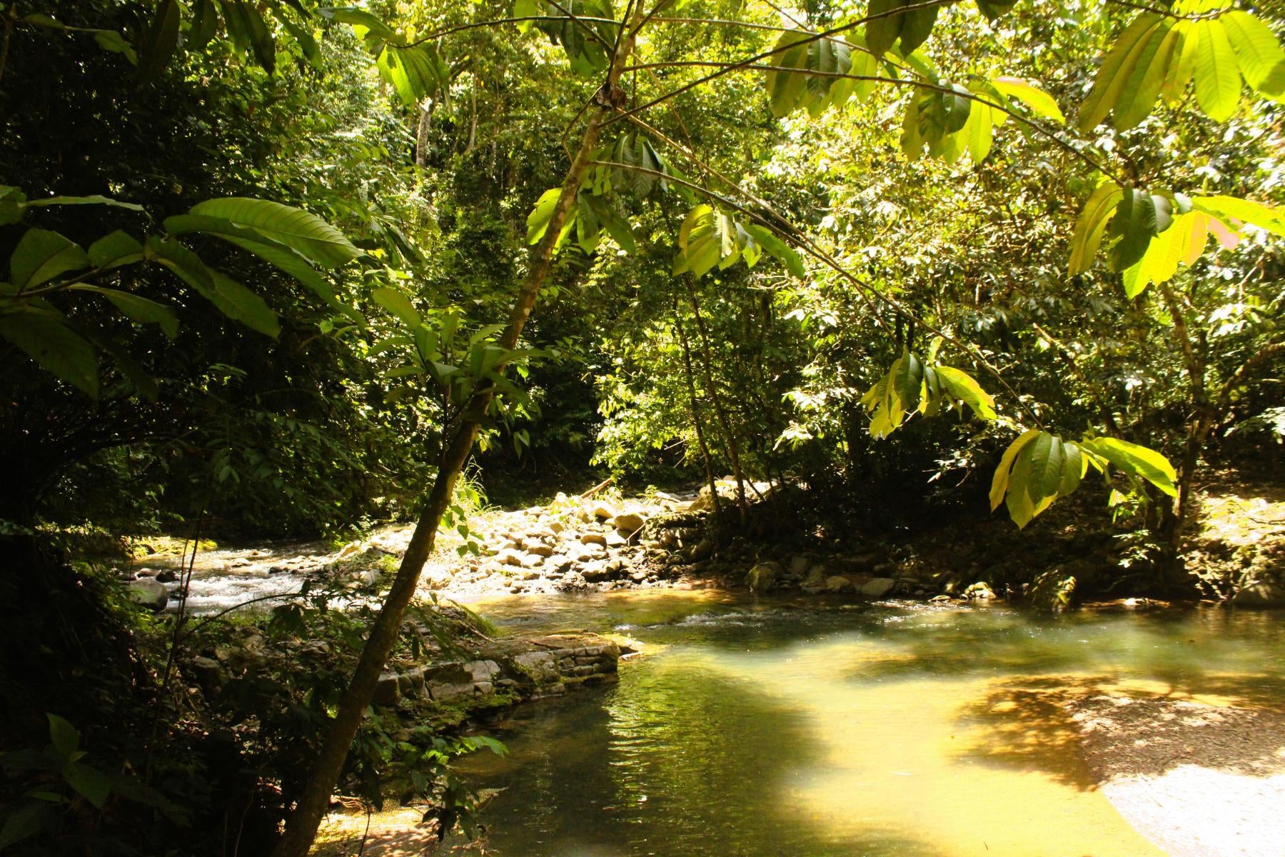 Wildlife Reserve Farm, Chontales, Chontales, Ojochal, Puerto Cortes, Osa, Puntarenas, Costa Rica 60501