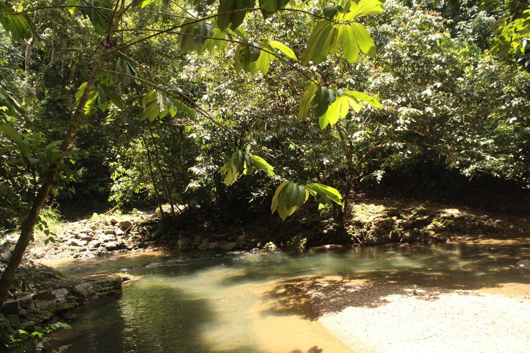Wildlife Reserve Farm, Chontales, Chontales, Ojochal, Puerto Cortes, Osa, Puntarenas, Costa Rica 60501