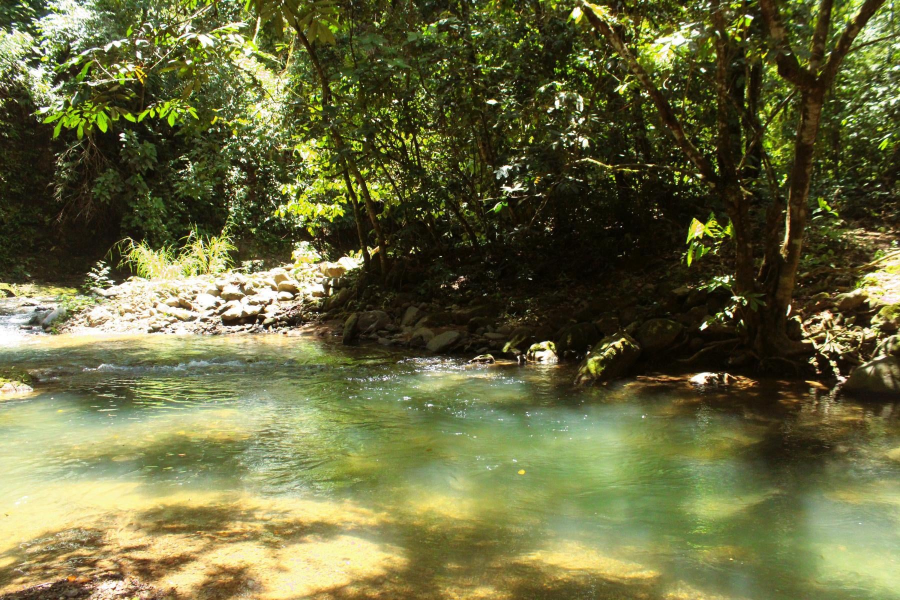 Wildlife Reserve Farm, Chontales, Chontales, Ojochal, Puerto Cortes, Osa, Puntarenas, Costa Rica 60501