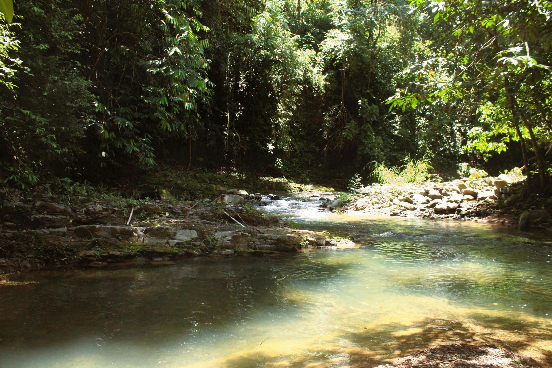 Wildlife Reserve Farm, Chontales, Chontales, Ojochal, Puerto Cortes, Osa, Puntarenas, Costa Rica 60501