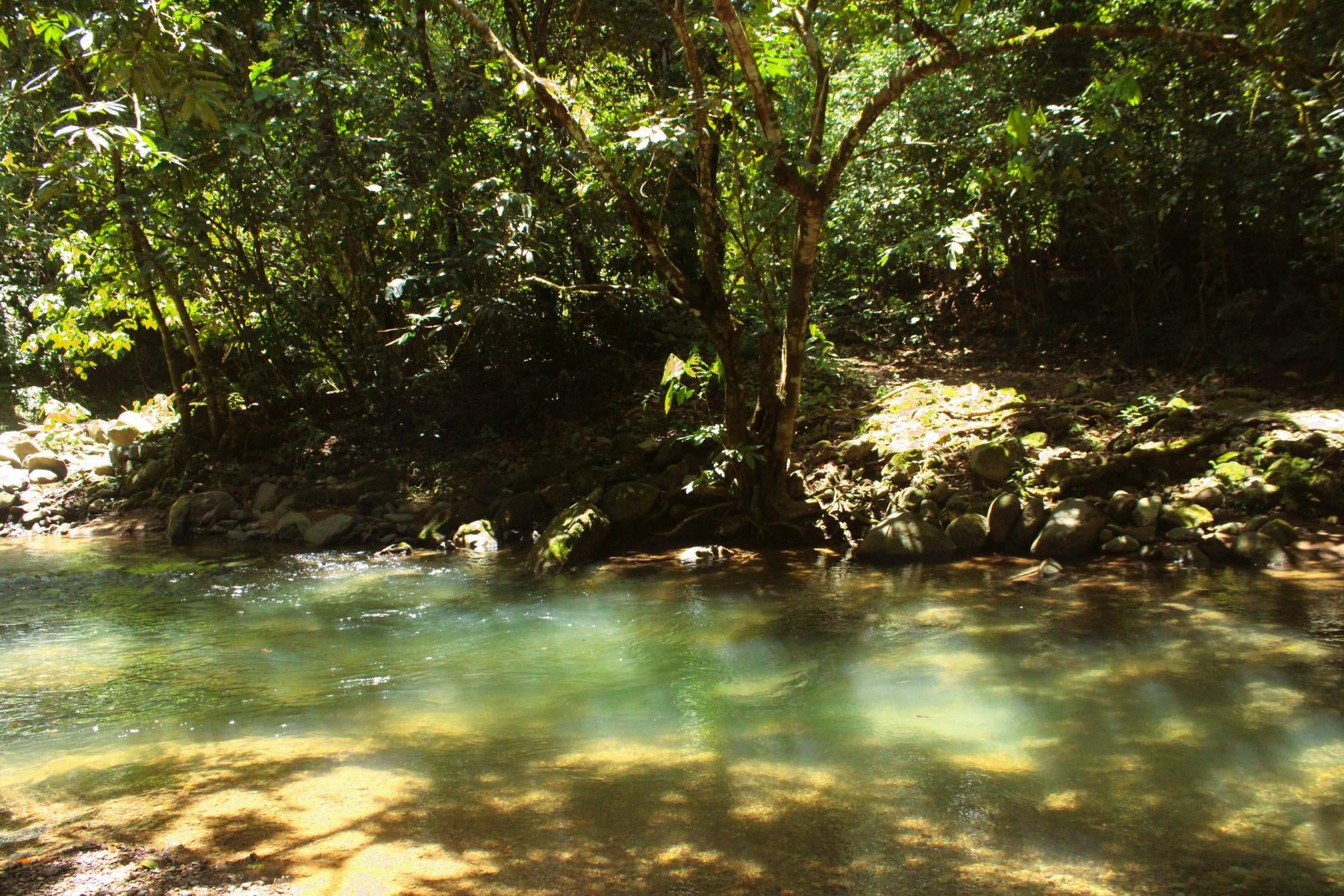 Wildlife Reserve Farm, Chontales, Chontales, Ojochal, Puerto Cortes, Osa, Puntarenas, Costa Rica 60501