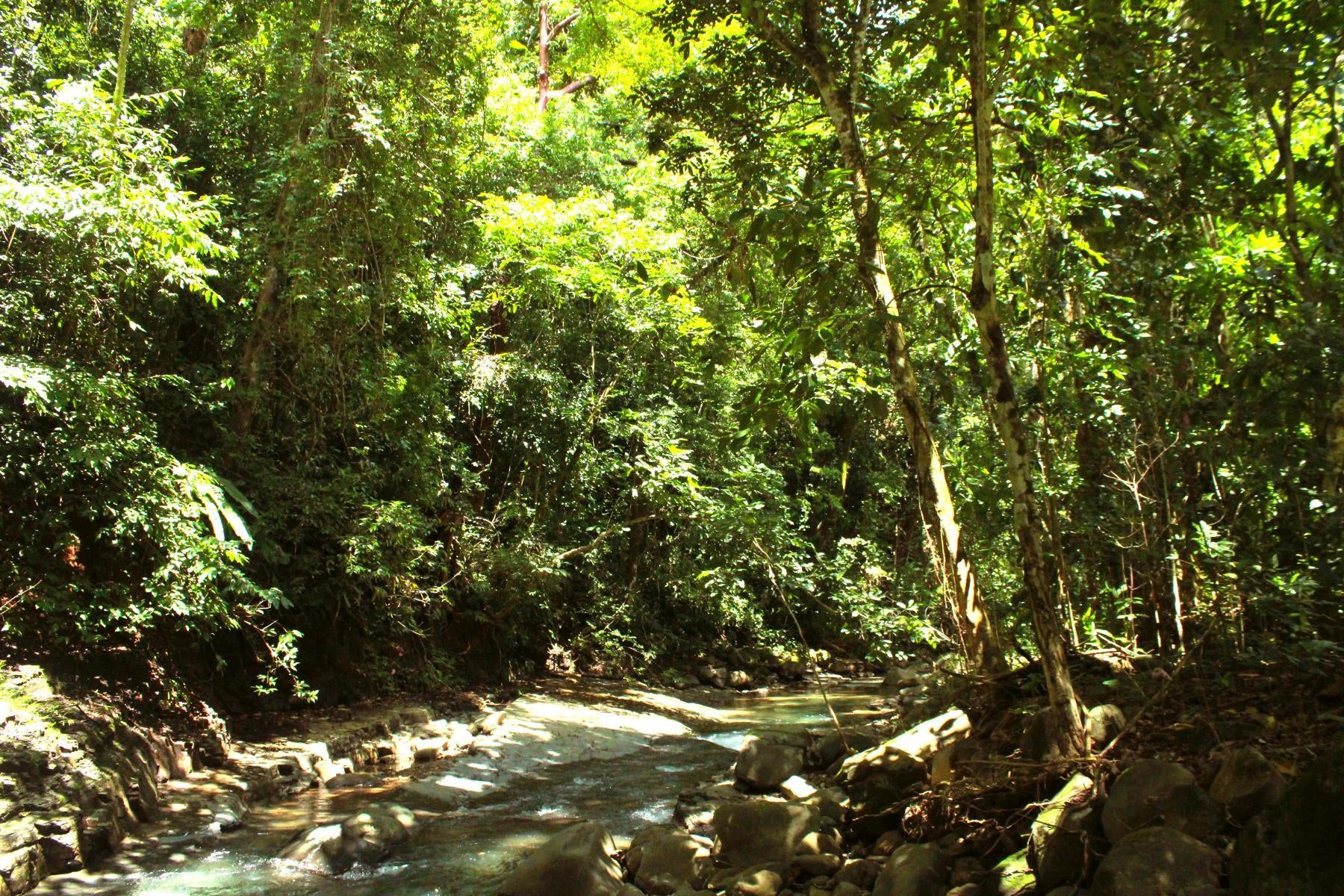 Wildlife Reserve Farm, Chontales, Chontales, Ojochal, Puerto Cortes, Osa, Puntarenas, Costa Rica 60501