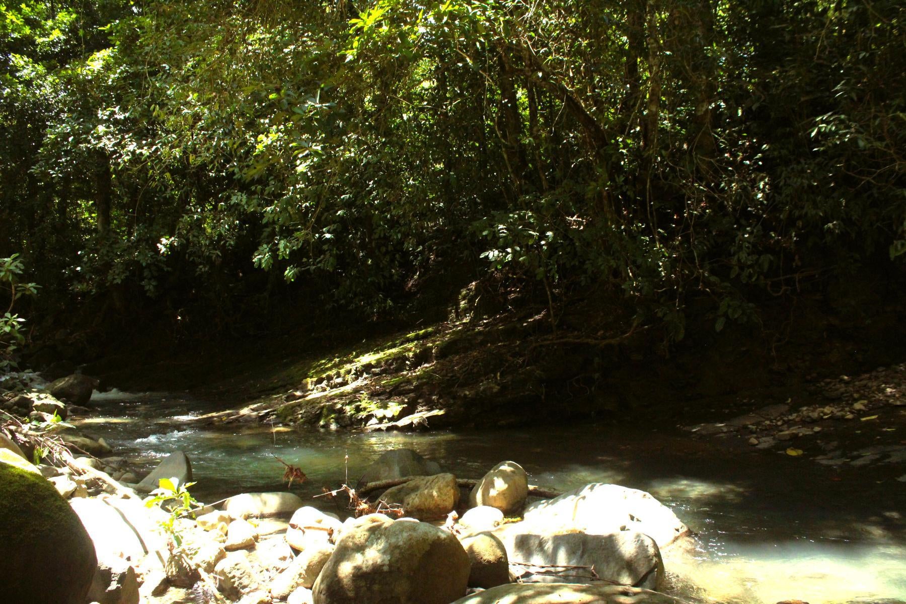 Wildlife Reserve Farm, Chontales, Chontales, Ojochal, Puerto Cortes, Osa, Puntarenas, Costa Rica 60501