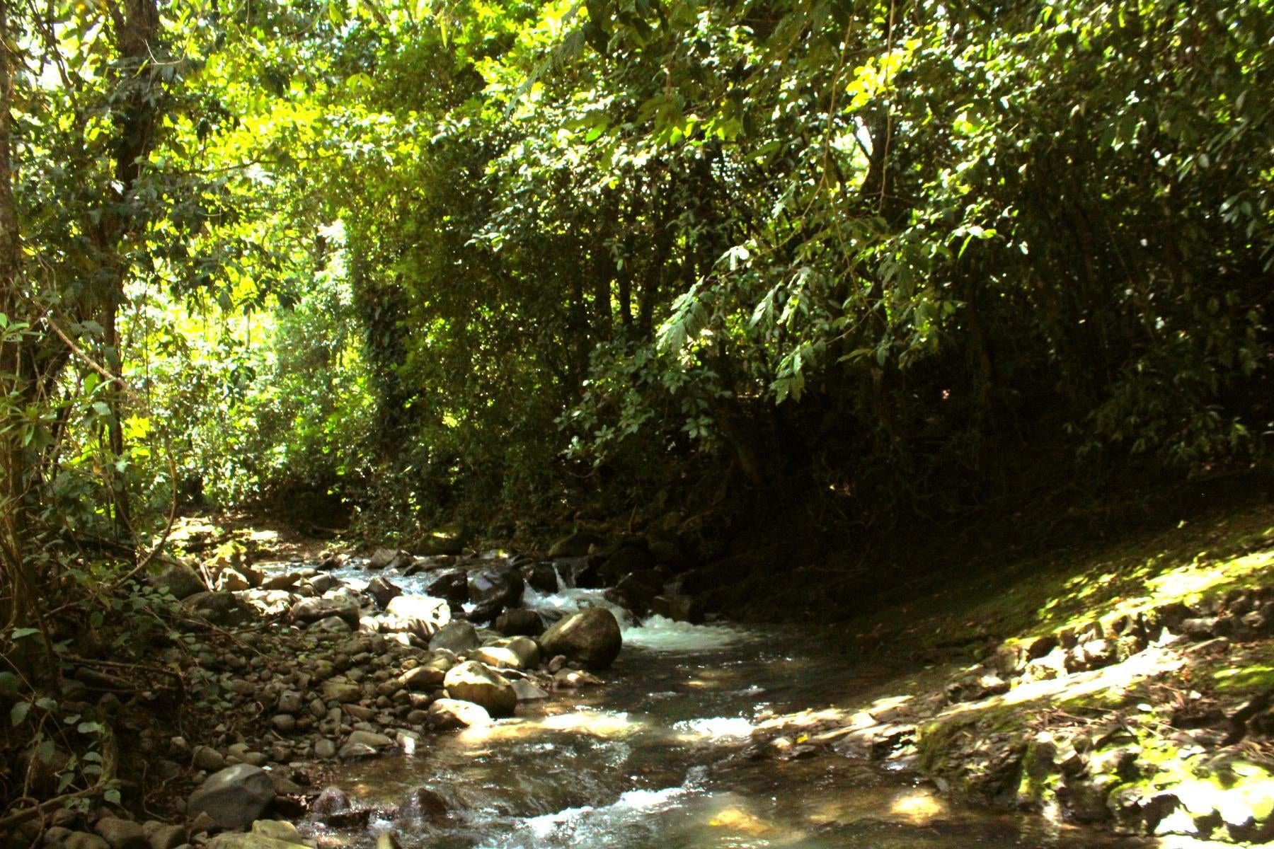 Wildlife Reserve Farm, Chontales, Chontales, Ojochal, Puerto Cortes, Osa, Puntarenas, Costa Rica 60501