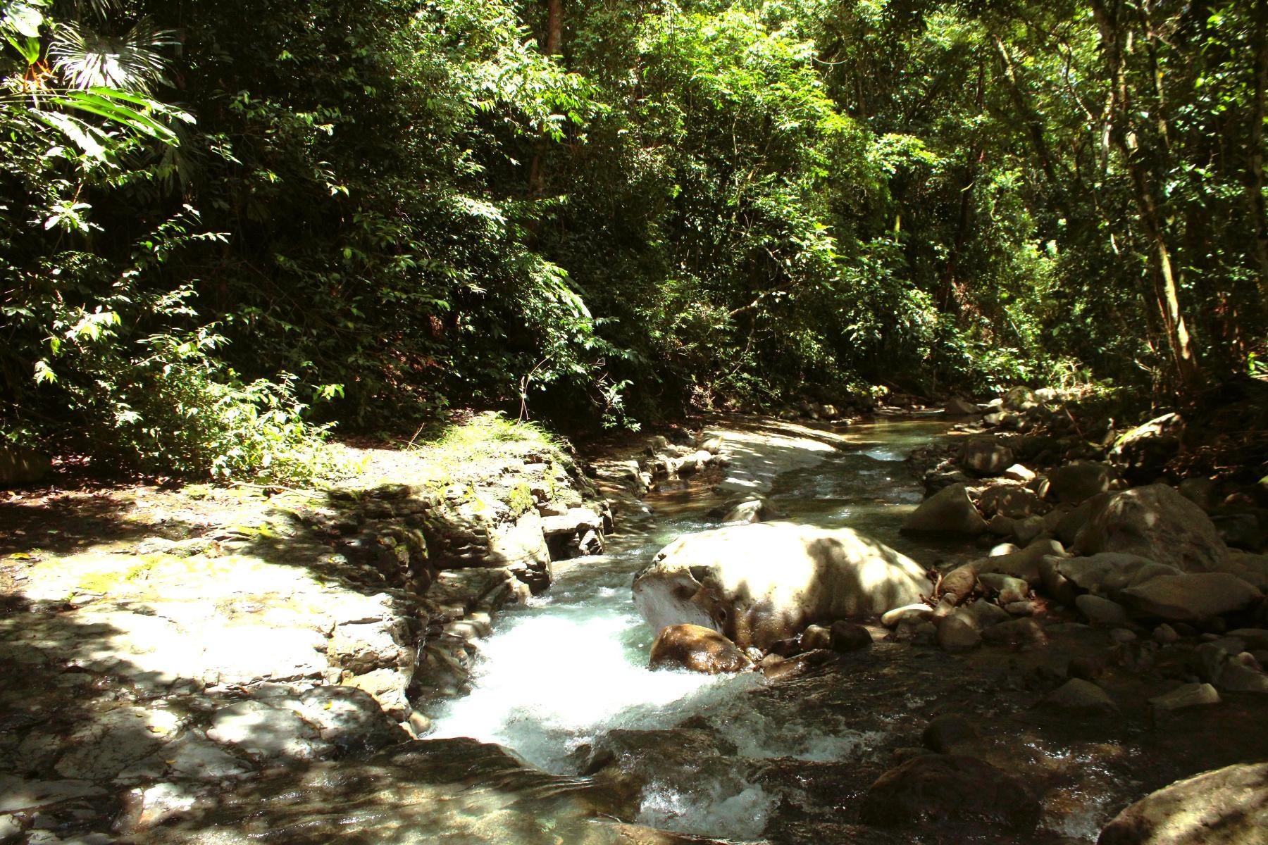 Wildlife Reserve Farm, Chontales, Chontales, Ojochal, Puerto Cortes, Osa, Puntarenas, Costa Rica 60501