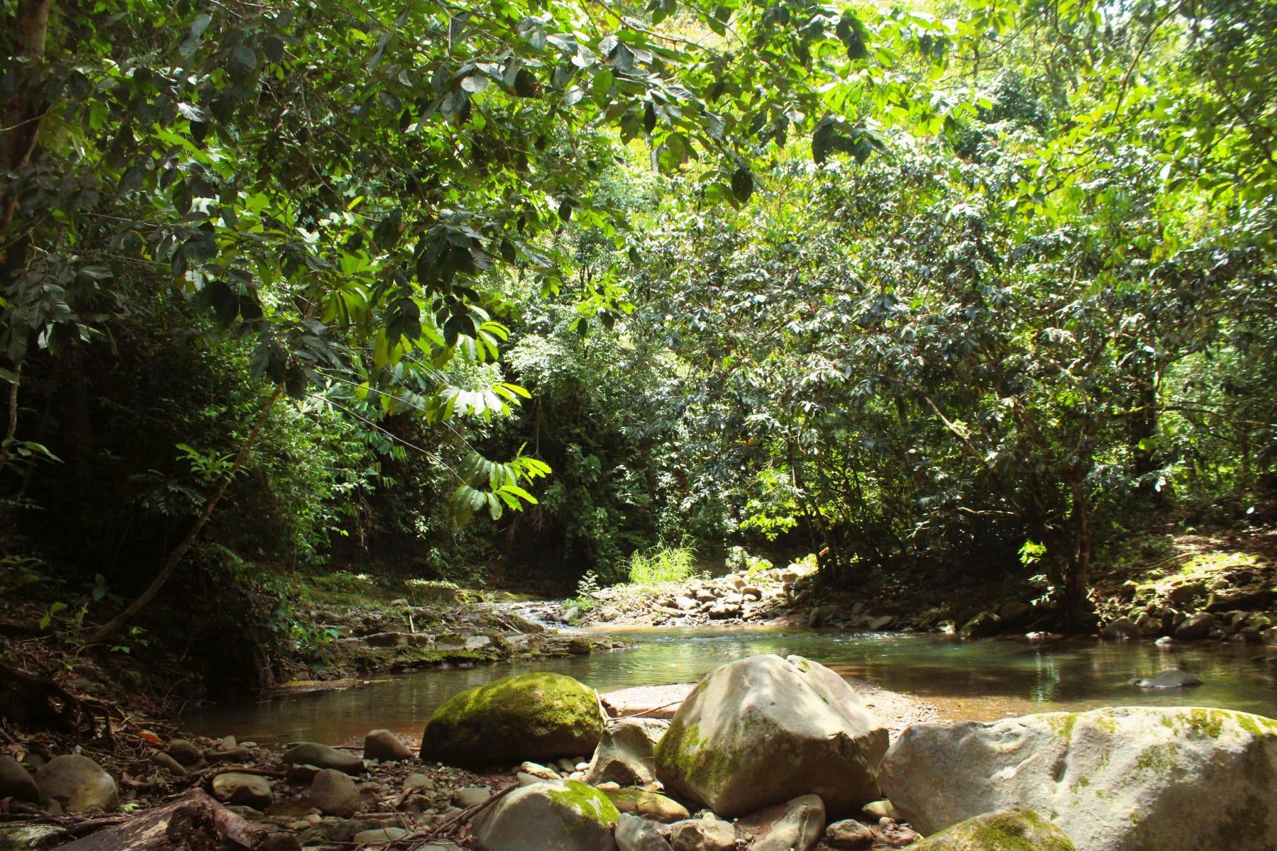 Wildlife Reserve Farm, Chontales, Chontales, Ojochal, Puerto Cortes, Osa, Puntarenas, Costa Rica 60501