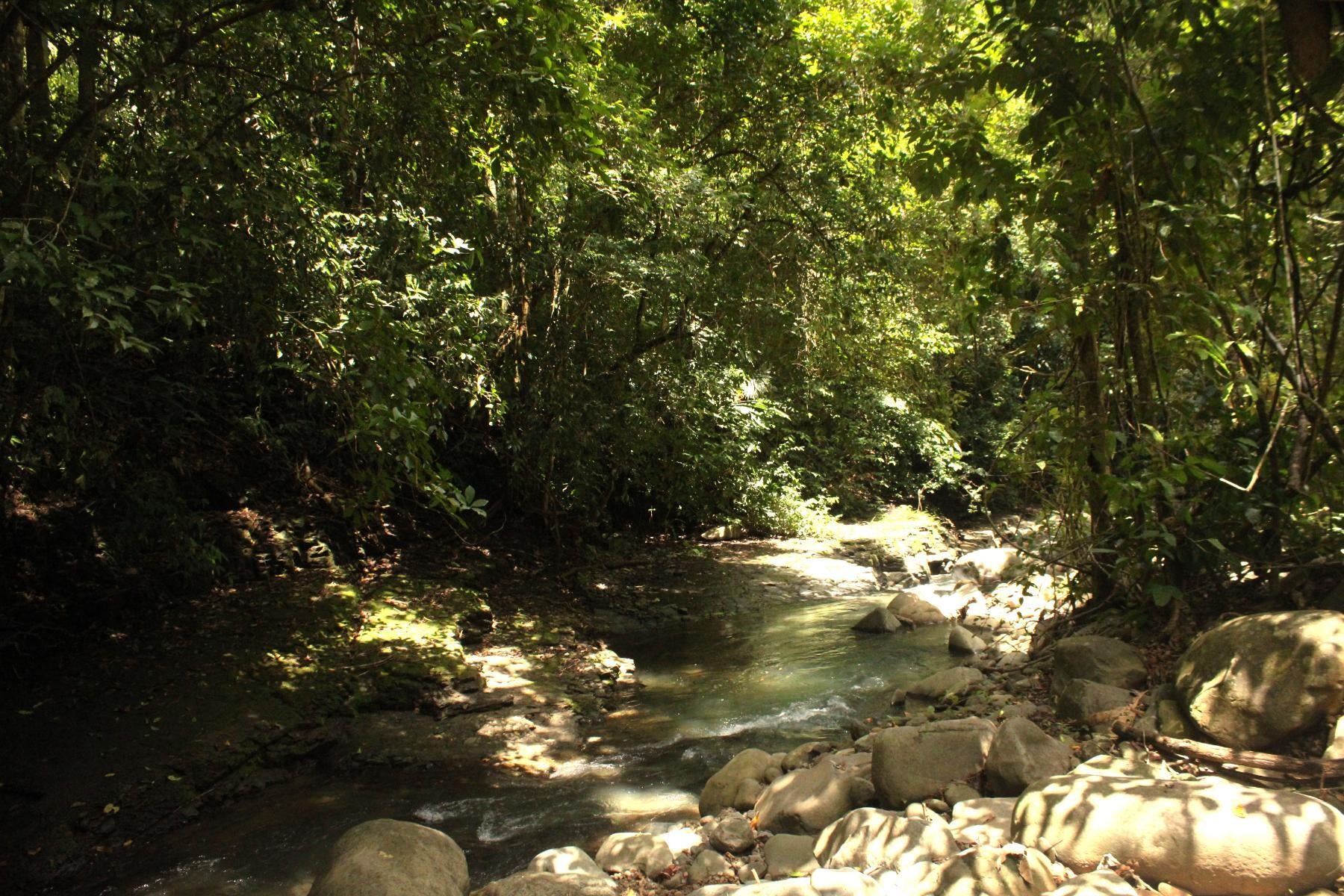 Wildlife Reserve Farm, Chontales, Chontales, Ojochal, Puerto Cortes, Osa, Puntarenas, Costa Rica 60501