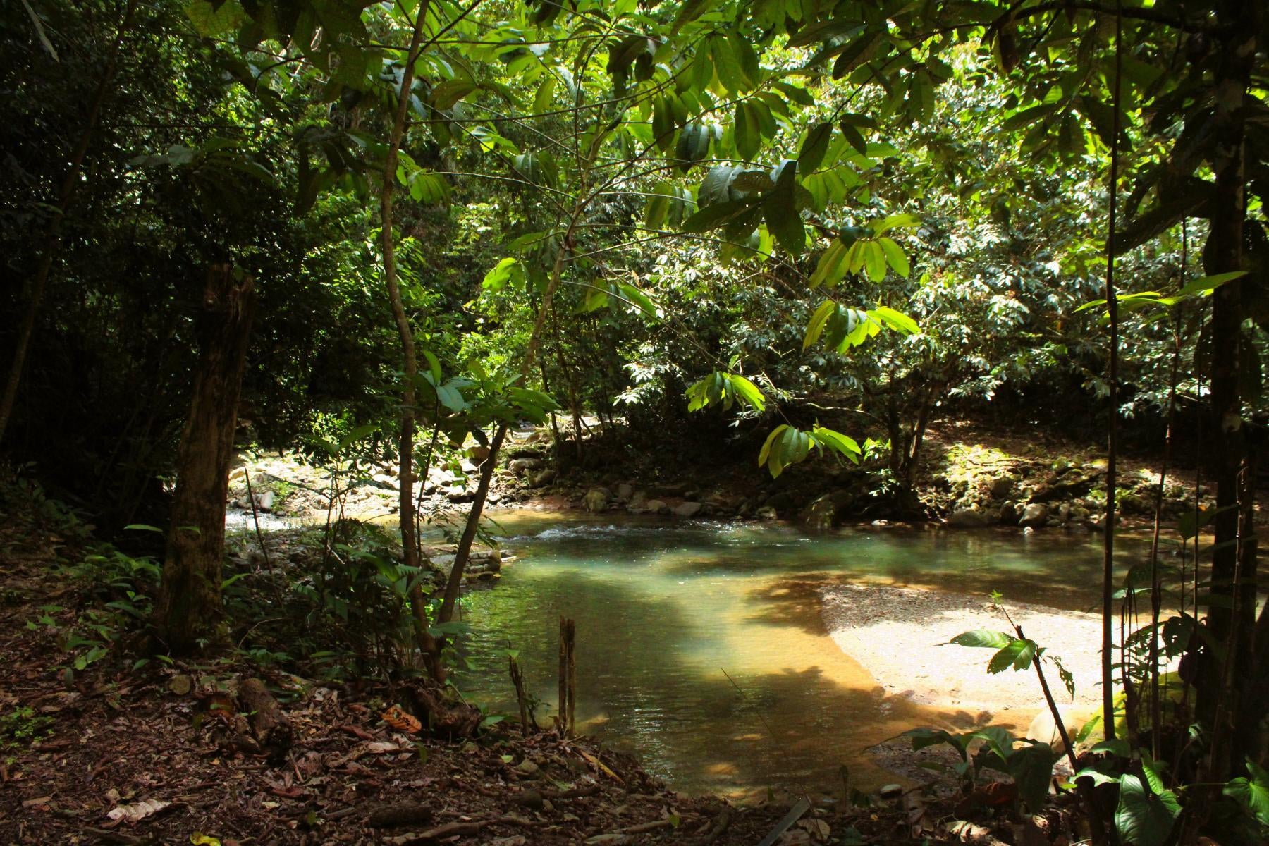 Wildlife Reserve Farm, Chontales, Chontales, Ojochal, Puerto Cortes, Osa, Puntarenas, Costa Rica 60501