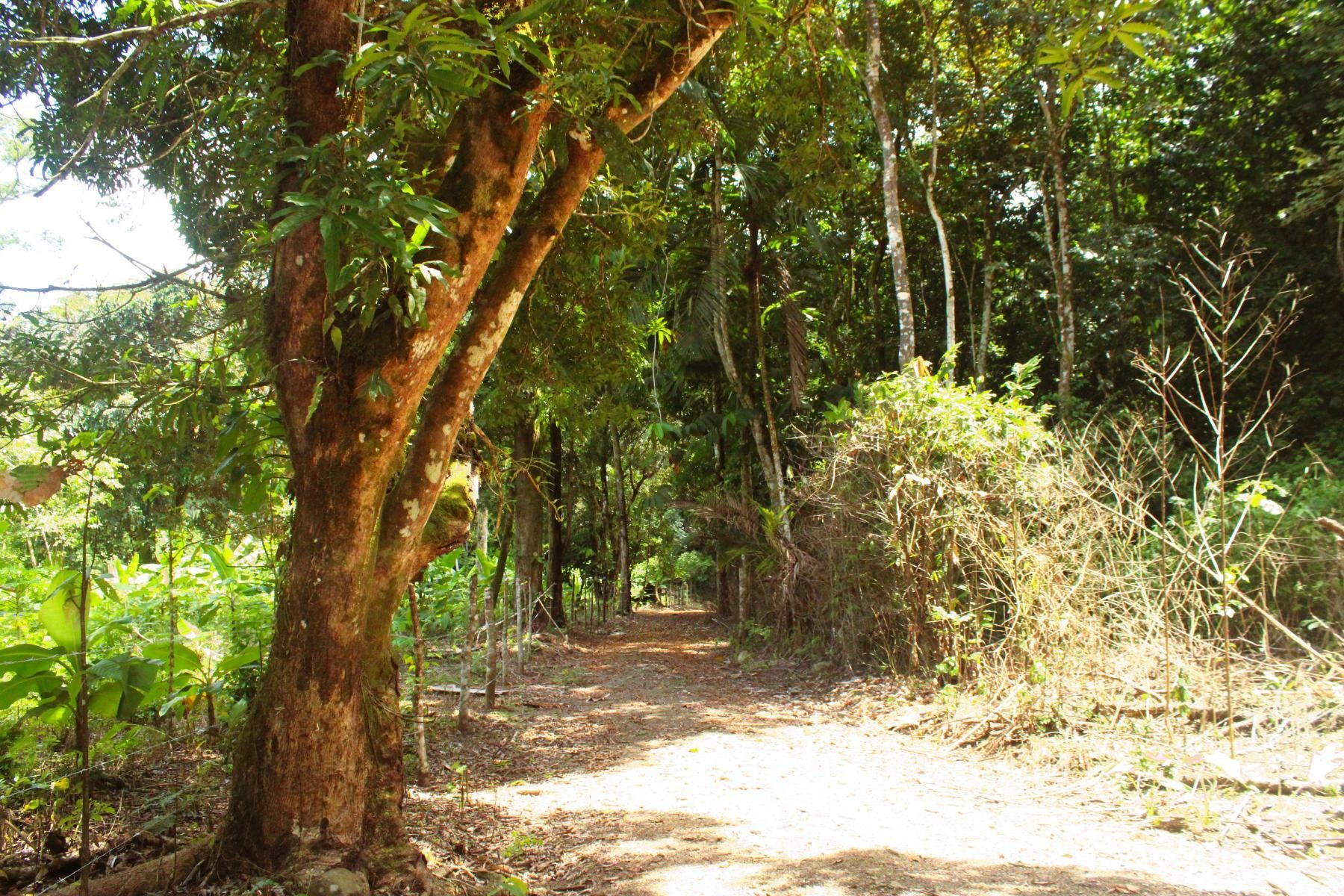 Wildlife Reserve Farm, Chontales, Chontales, Ojochal, Puerto Cortes, Osa, Puntarenas, Costa Rica 60501