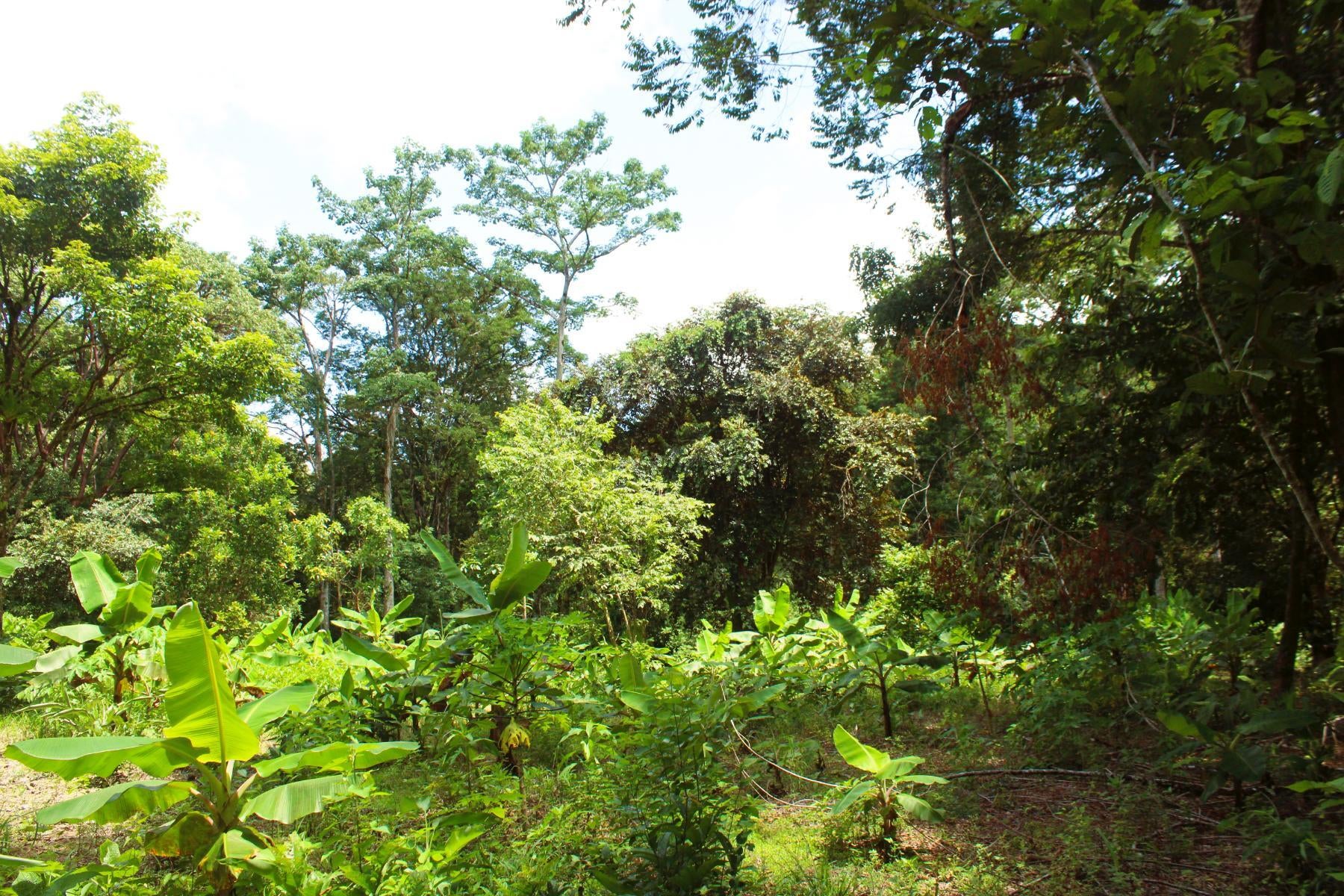 Wildlife Reserve Farm, Chontales, Chontales, Ojochal, Puerto Cortes, Osa, Puntarenas, Costa Rica 60501