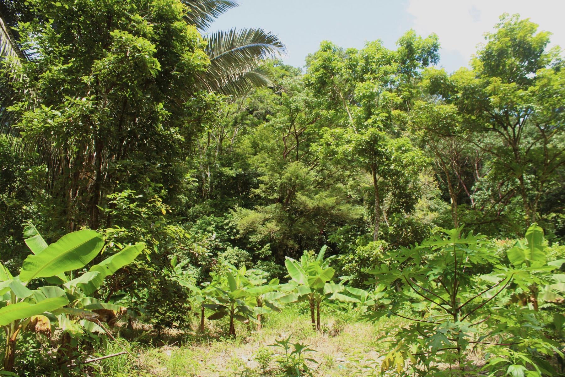 Wildlife Reserve Farm, Chontales, Chontales, Ojochal, Puerto Cortes, Osa, Puntarenas, Costa Rica 60501