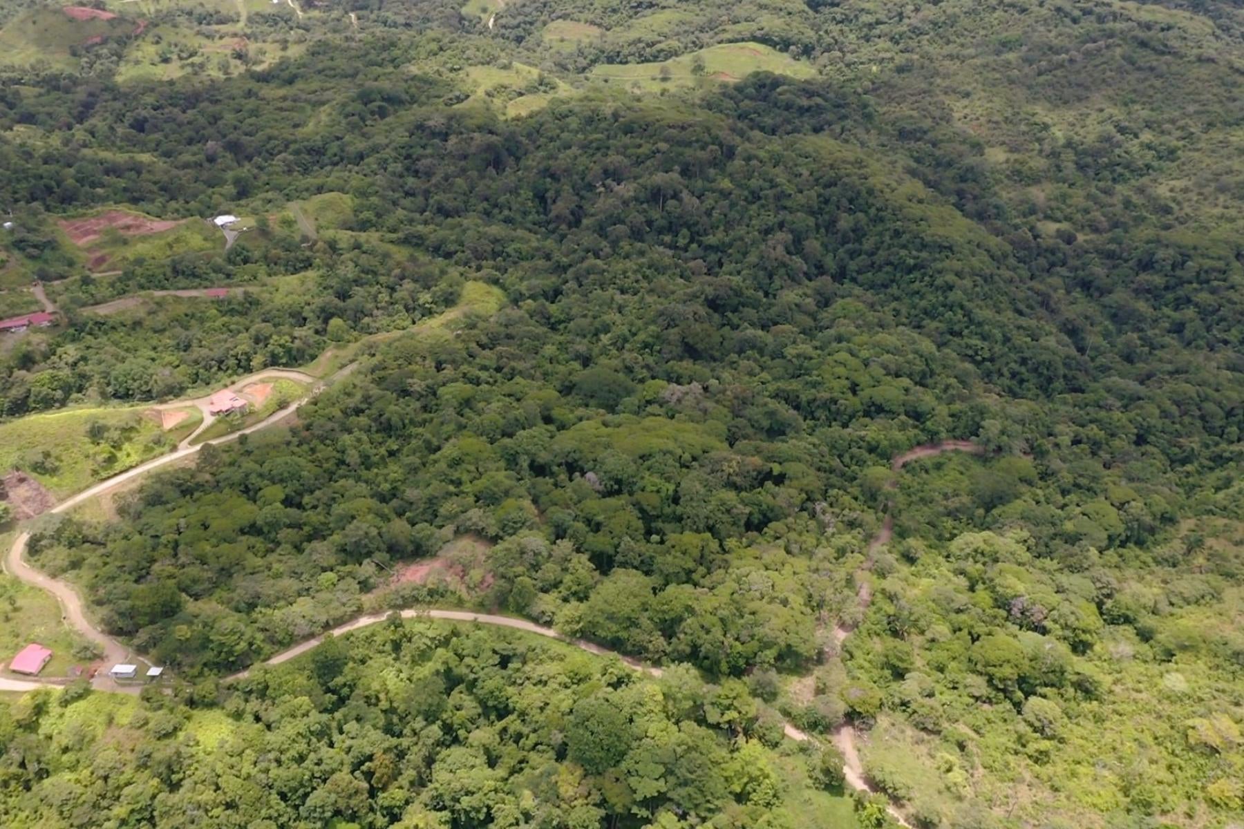 Wildlife Reserve Farm, Chontales, Chontales, Ojochal, Puerto Cortes, Osa, Puntarenas, Costa Rica 60501