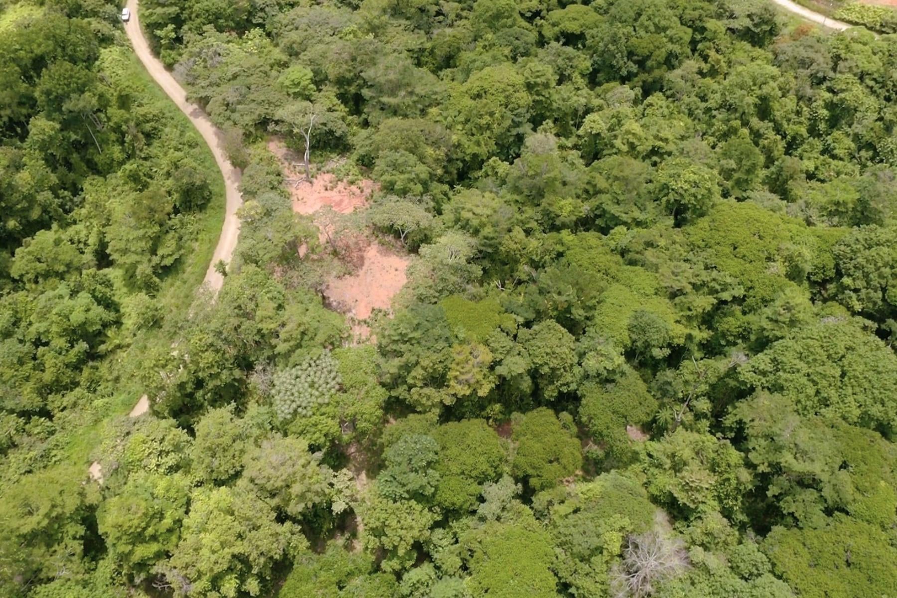 Wildlife Reserve Farm, Chontales, Chontales, Ojochal, Puerto Cortes, Osa, Puntarenas, Costa Rica 60501