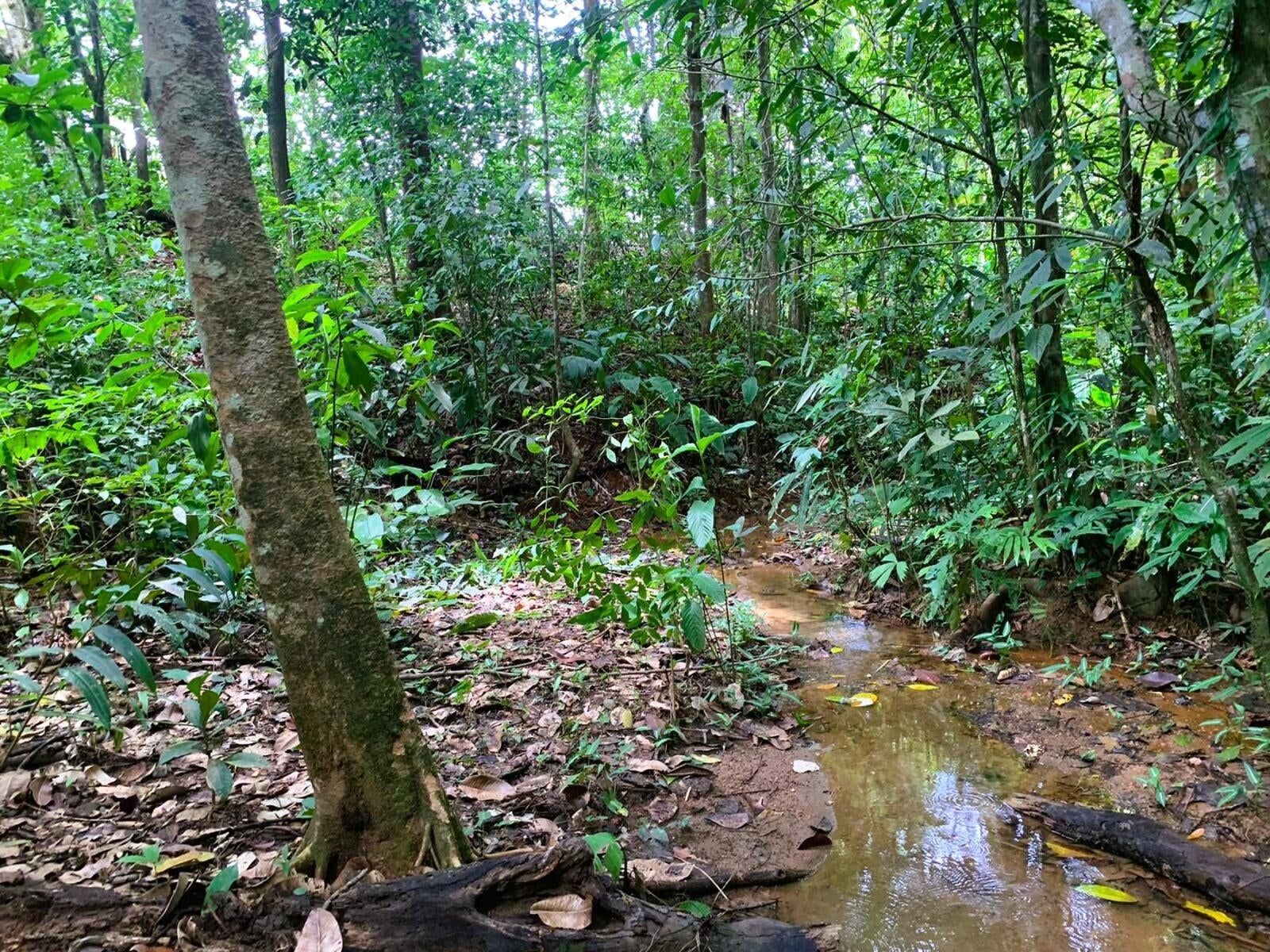 Wildlife Reserve Farm, Chontales, Chontales, Ojochal, Puerto Cortes, Osa, Puntarenas, Costa Rica 60501