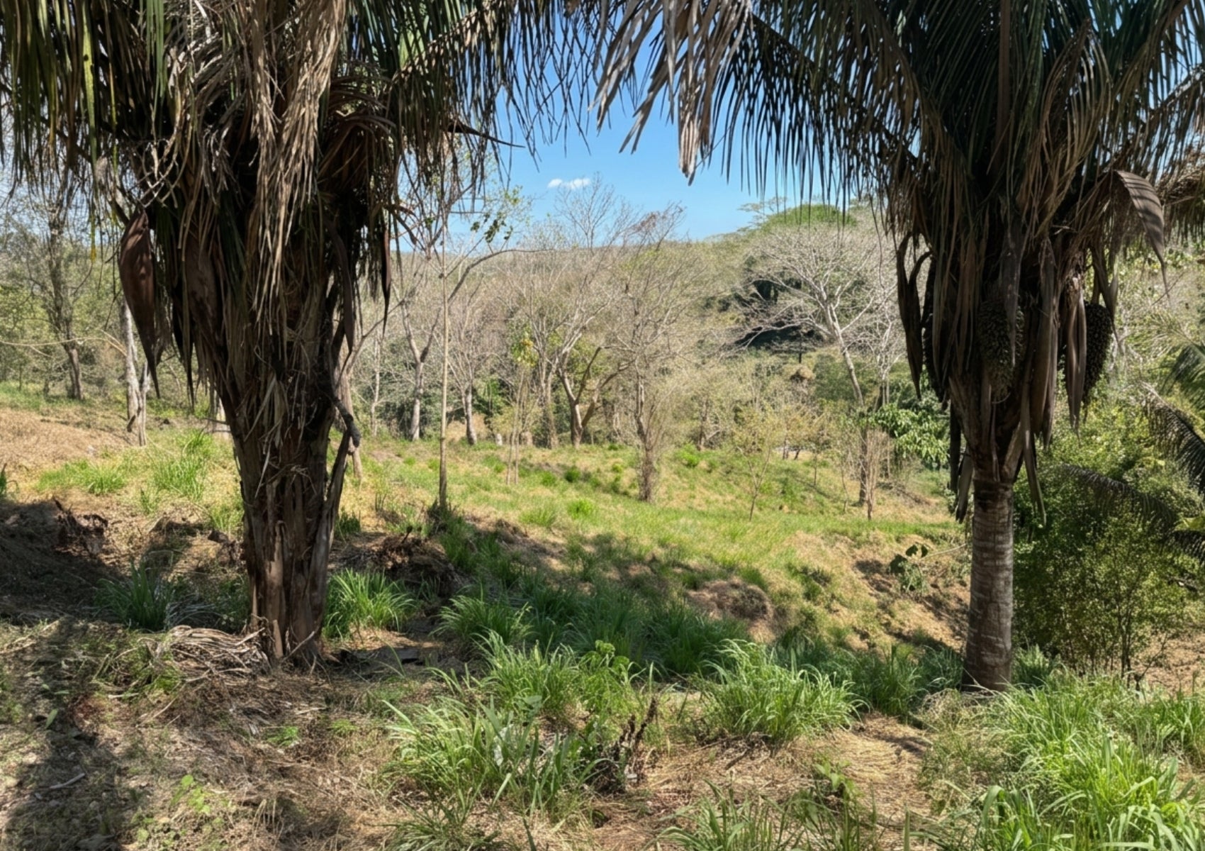 Property photo for Beautiful Manzanillo Land, Manzanillo, Santa Teresa, Cobano, Puntarenas, Puntarenas, Costa Rica