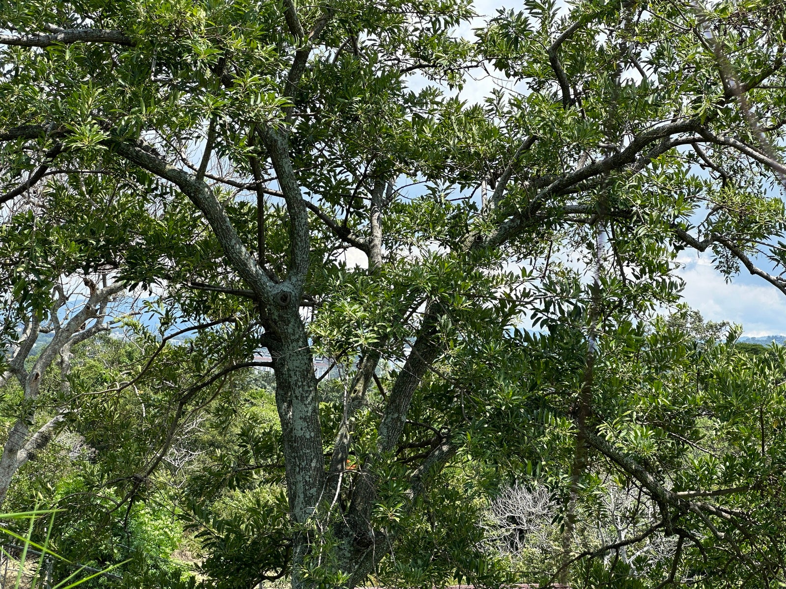 Exclusive independent Lot in Alto Palomas, Miravalles, Santa Ana, Pozos, Santa Ana, San Jose, Costa Rica 10903