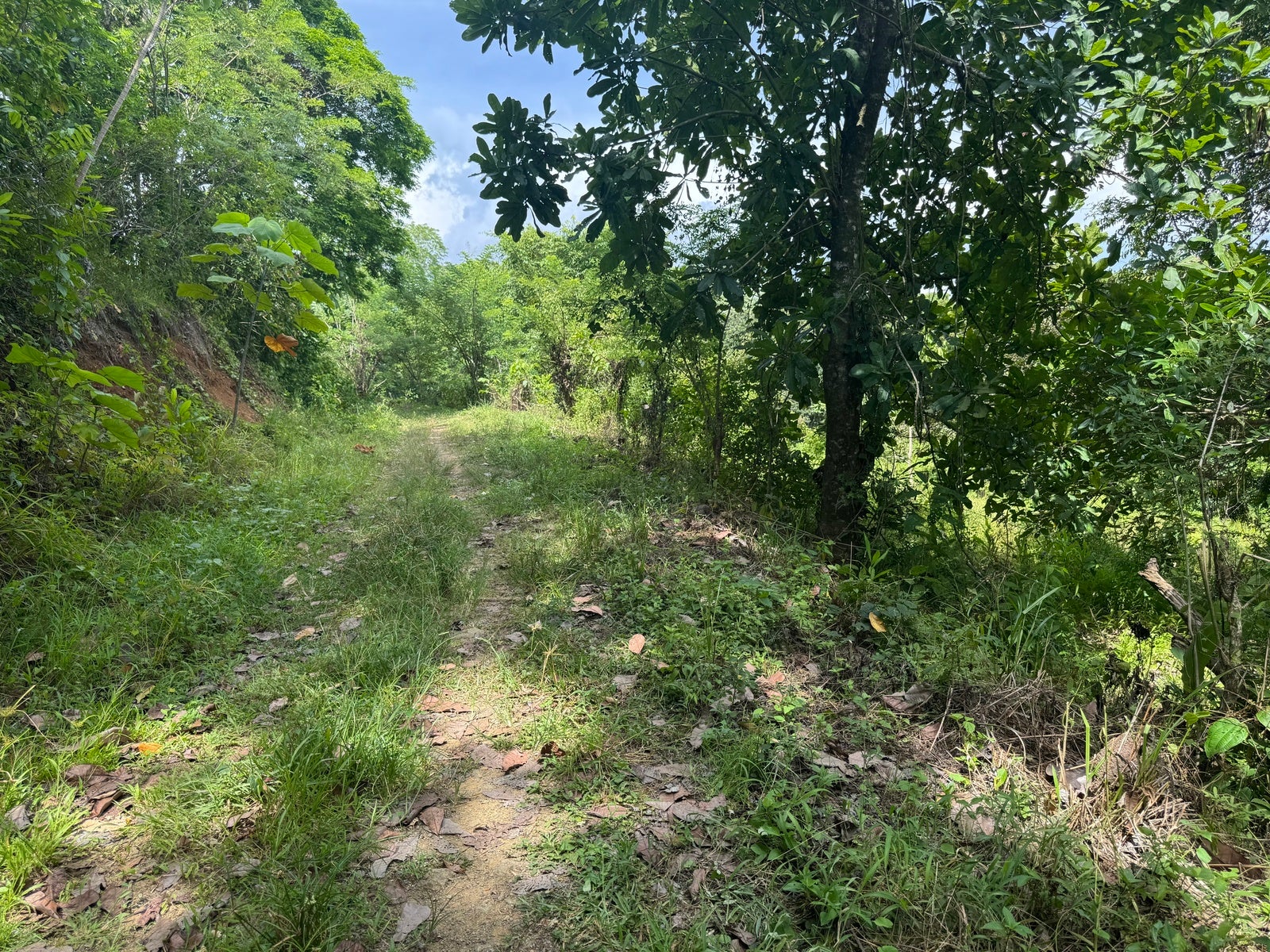 Residential Land in Quiet Neighborhood of San Isidro, San Isidro, San Isidro, Santa Teresa, Cobano, Puntarenas, Puntarenas, Costa Rica 60111 Residential Land in Quiet Neighborhood of San Isidro, San Isidro, San Isidro, Santa Teresa, Cobano, Puntarenas, Puntarenas, Costa Rica 60111
