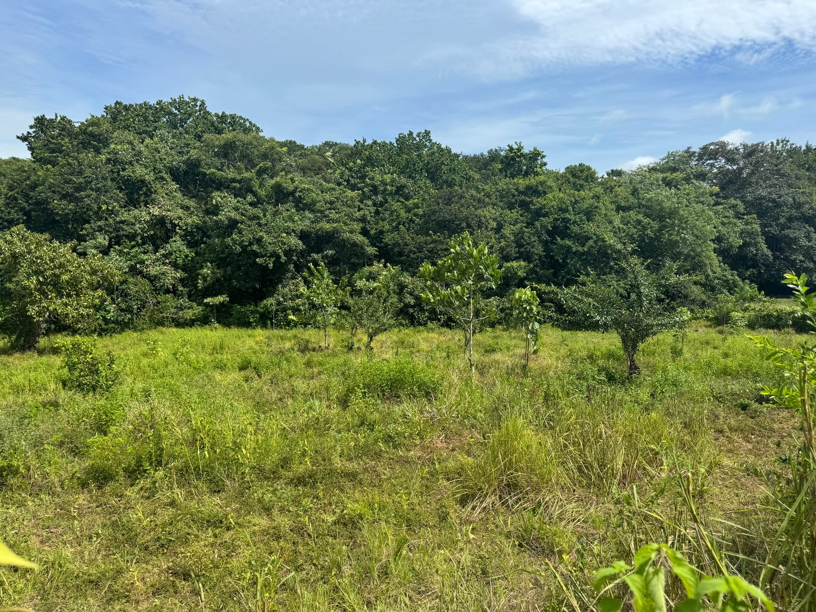 Residential Land in Quiet Neighborhood of San Isidro, San Isidro, San Isidro, Santa Teresa, Cobano, Puntarenas, Puntarenas, Costa Rica 60111 Residential Land in Quiet Neighborhood of San Isidro, San Isidro, San Isidro, Santa Teresa, Cobano, Puntarenas, Puntarenas, Costa Rica 60111