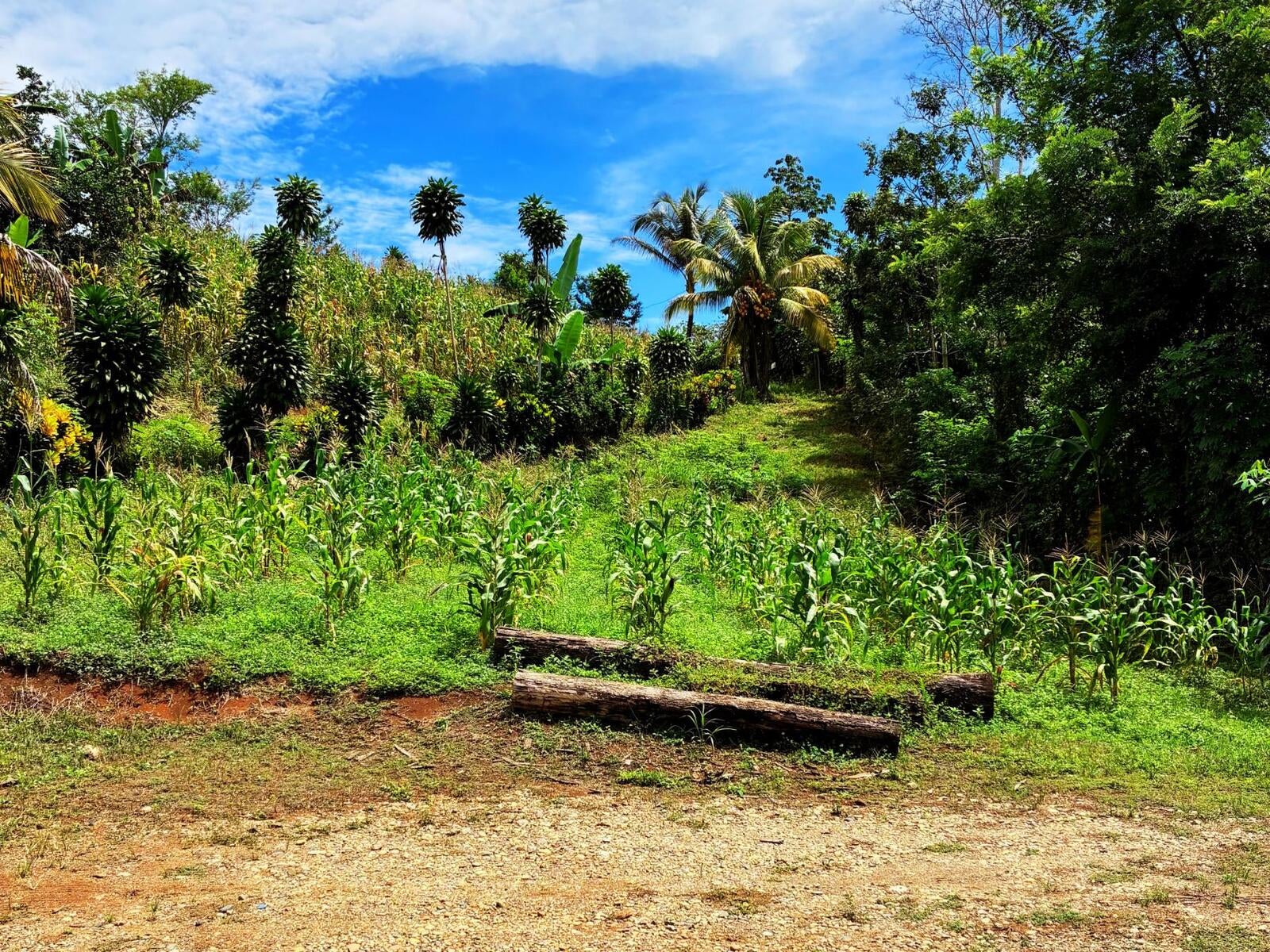 Productive Agricultural Farm, Perez Zeledon, Platanares, Perez Zeledon, San Jose, Costa Rica 11906