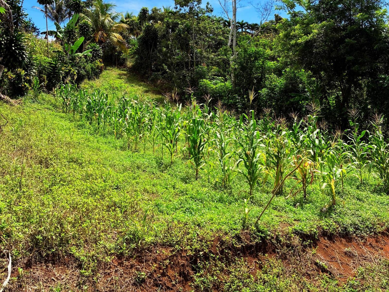 Productive Agricultural Farm, Perez Zeledon, Platanares, Perez Zeledon, San Jose, Costa Rica 11906