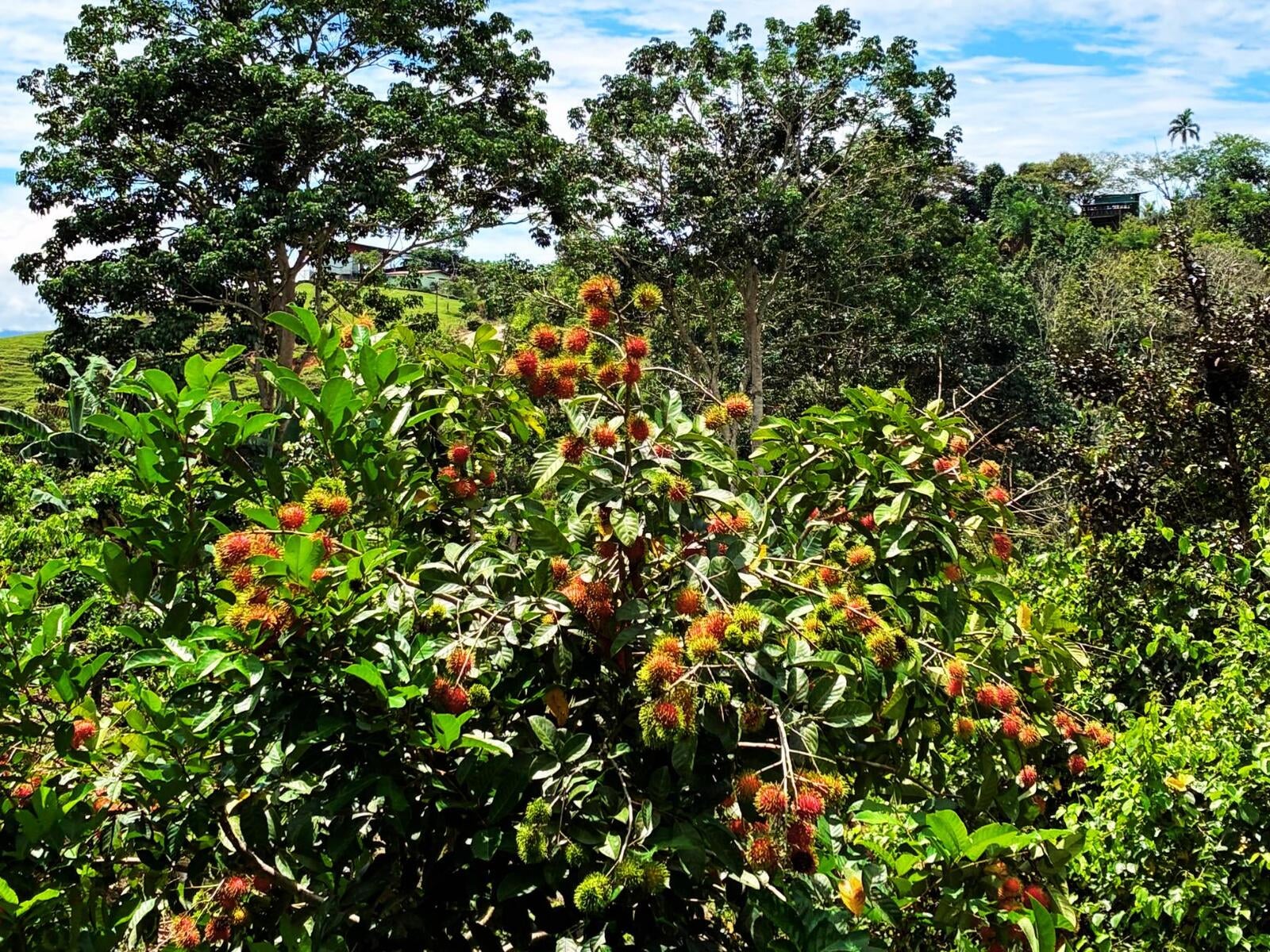 Productive Agricultural Farm, Perez Zeledon, Platanares, Perez Zeledon, San Jose, Costa Rica 11906
