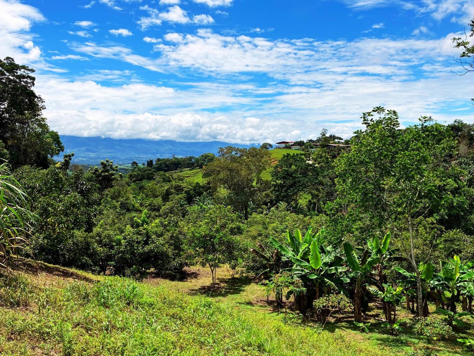 Productive Agricultural Farm, Perez Zeledon, Platanares, Perez Zeledon, San Jose, Costa Rica 11906