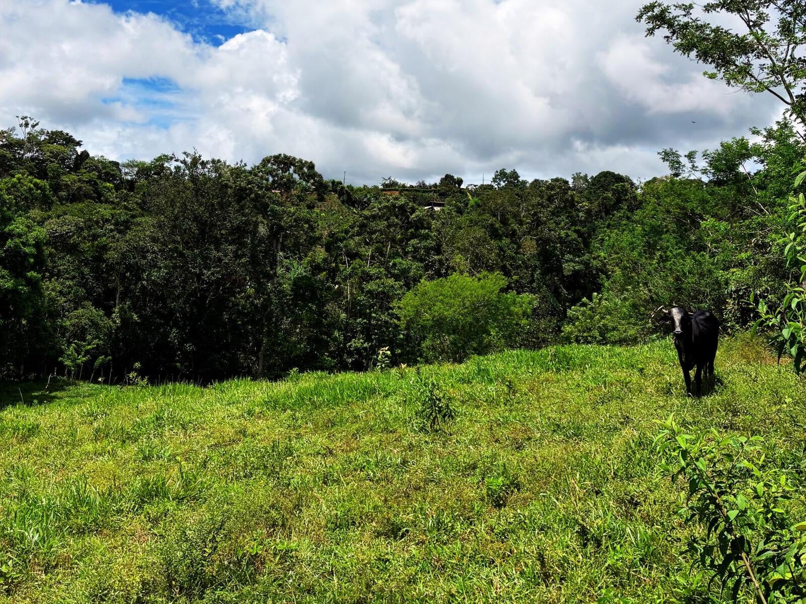Productive Agricultural Farm, Perez Zeledon, Platanares, Perez Zeledon, San Jose, Costa Rica 11906