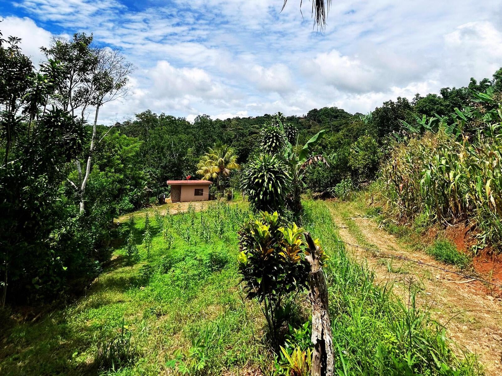 Productive Agricultural Farm, Perez Zeledon, Platanares, Perez Zeledon, San Jose, Costa Rica 11906