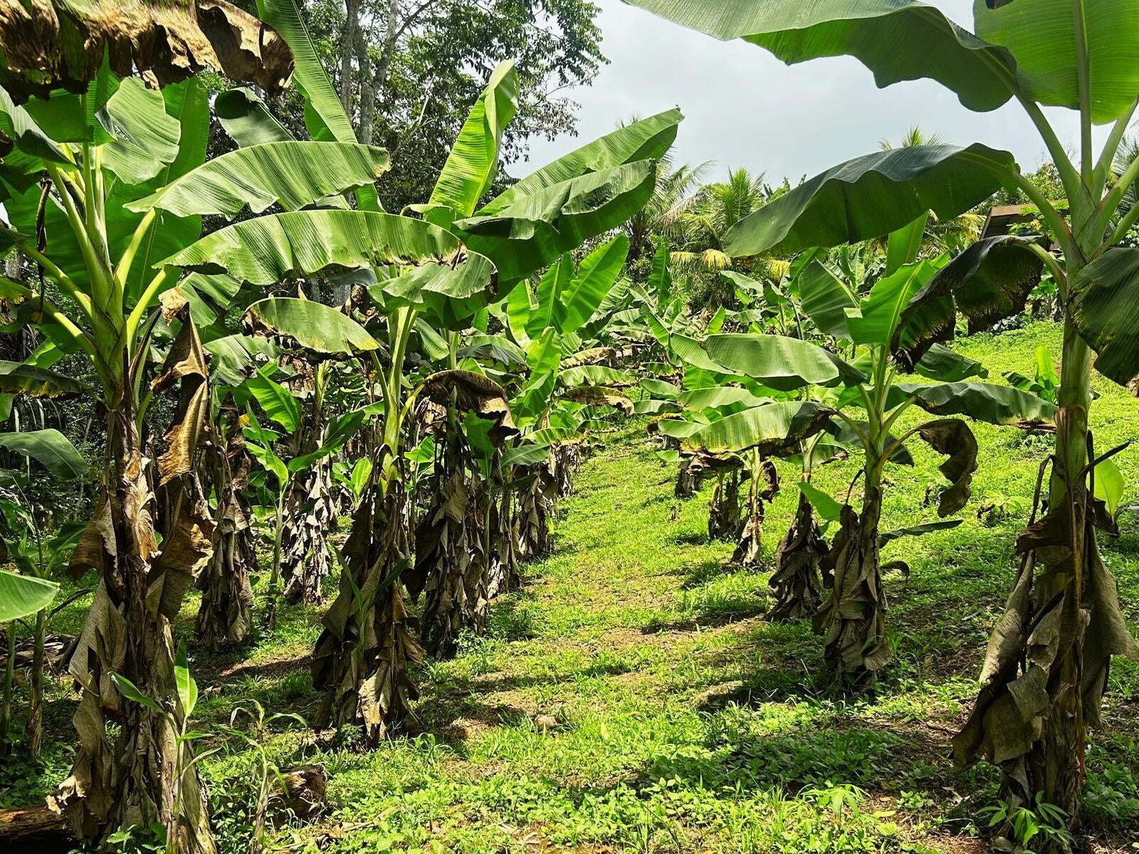 Productive Agricultural Farm, Perez Zeledon, Platanares, Perez Zeledon, San Jose, Costa Rica 11906