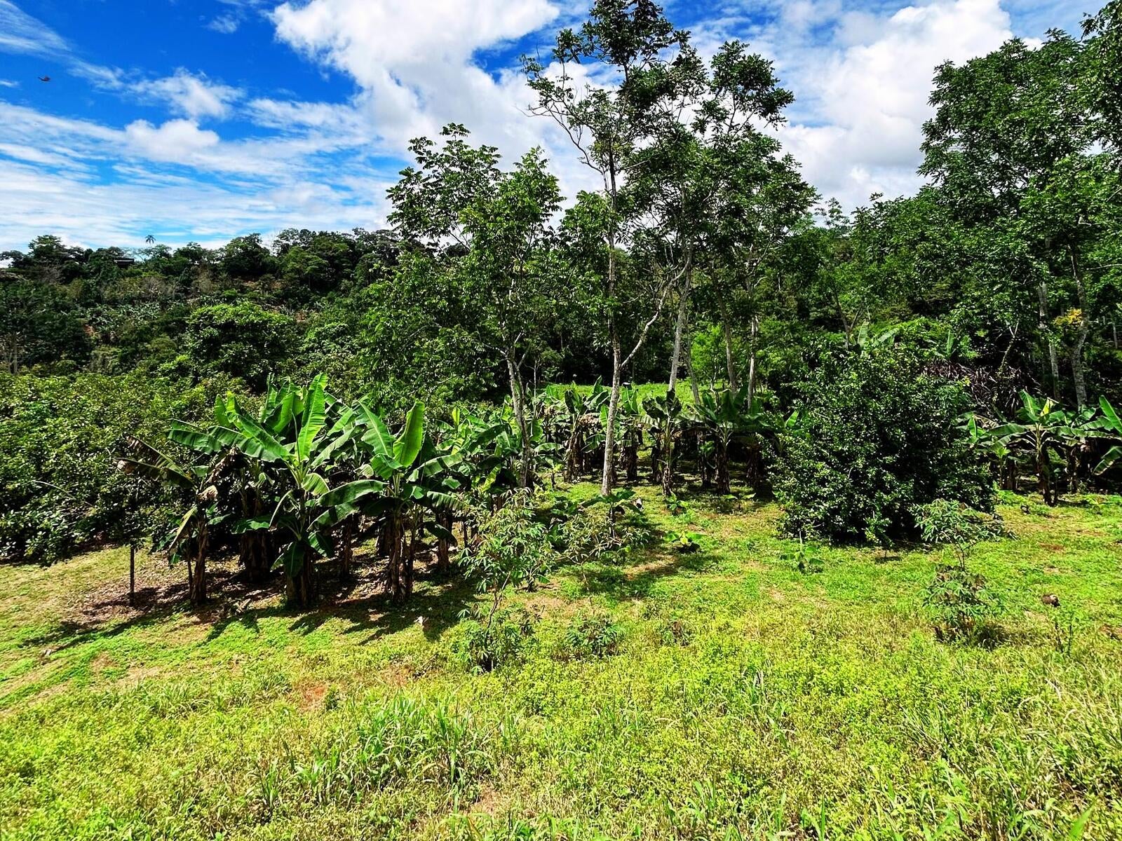 Productive Agricultural Farm, Perez Zeledon, Platanares, Perez Zeledon, San Jose, Costa Rica 11906