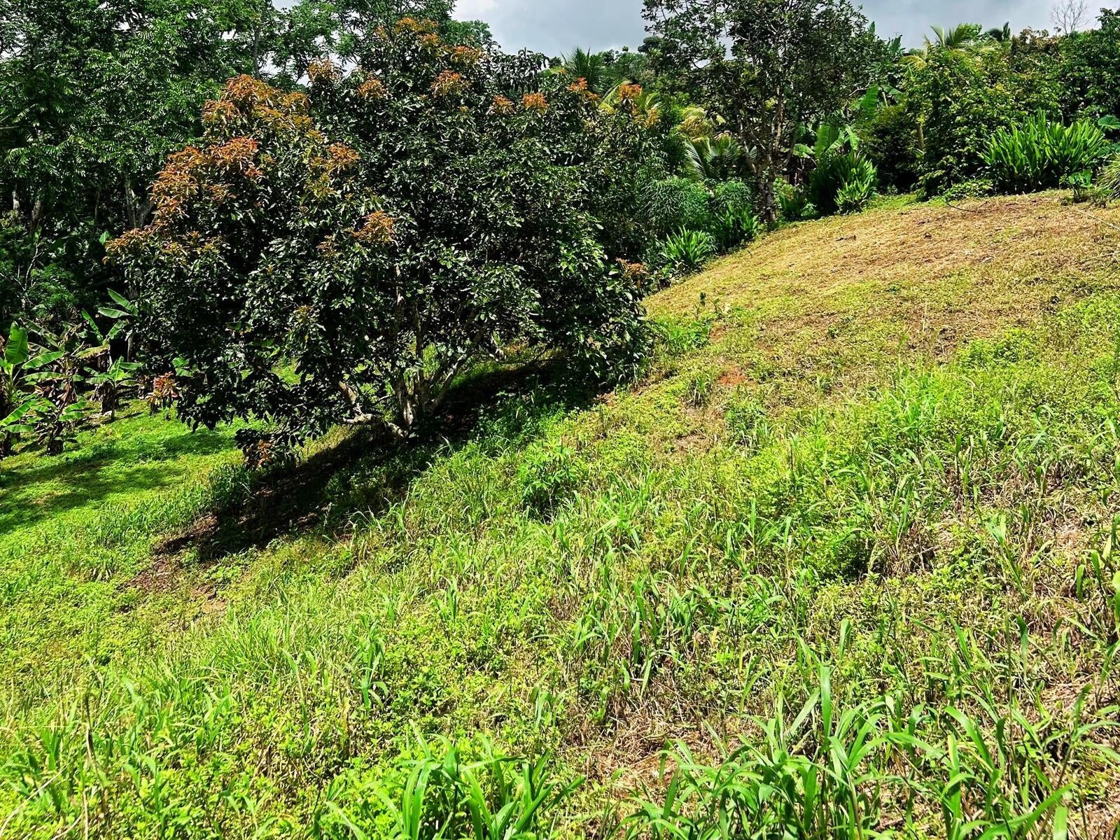 Productive Agricultural Farm, Perez Zeledon, Platanares, Perez Zeledon, San Jose, Costa Rica 11906