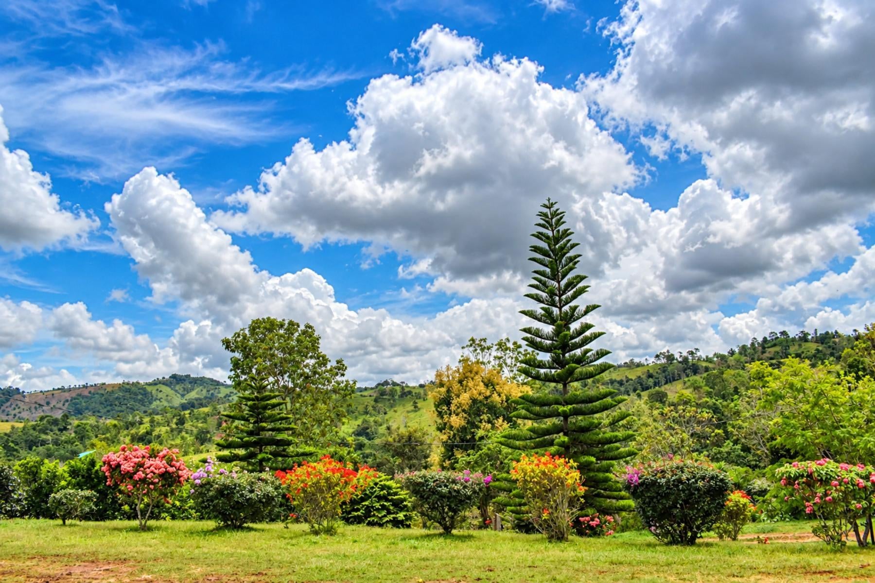 Large Scale Cattle Ranch, San Isidro del General, San Isidro del General, Perez Zeledon, Pejibaye, Perez Zeledon, San Jose, Costa Rica 11907