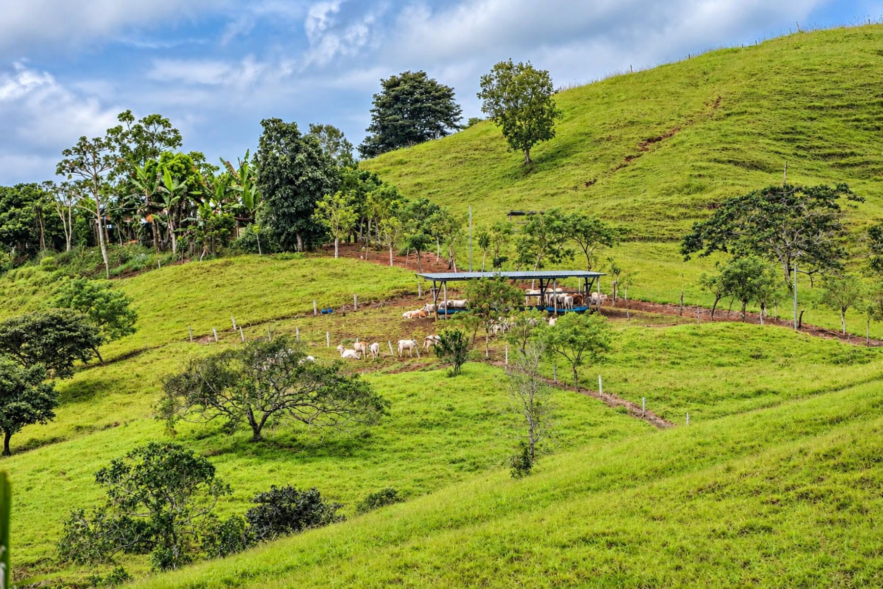 Large Scale Cattle Ranch, San Isidro del General, San Isidro del General, Perez Zeledon, Pejibaye, Perez Zeledon, San Jose, Costa Rica 11907
