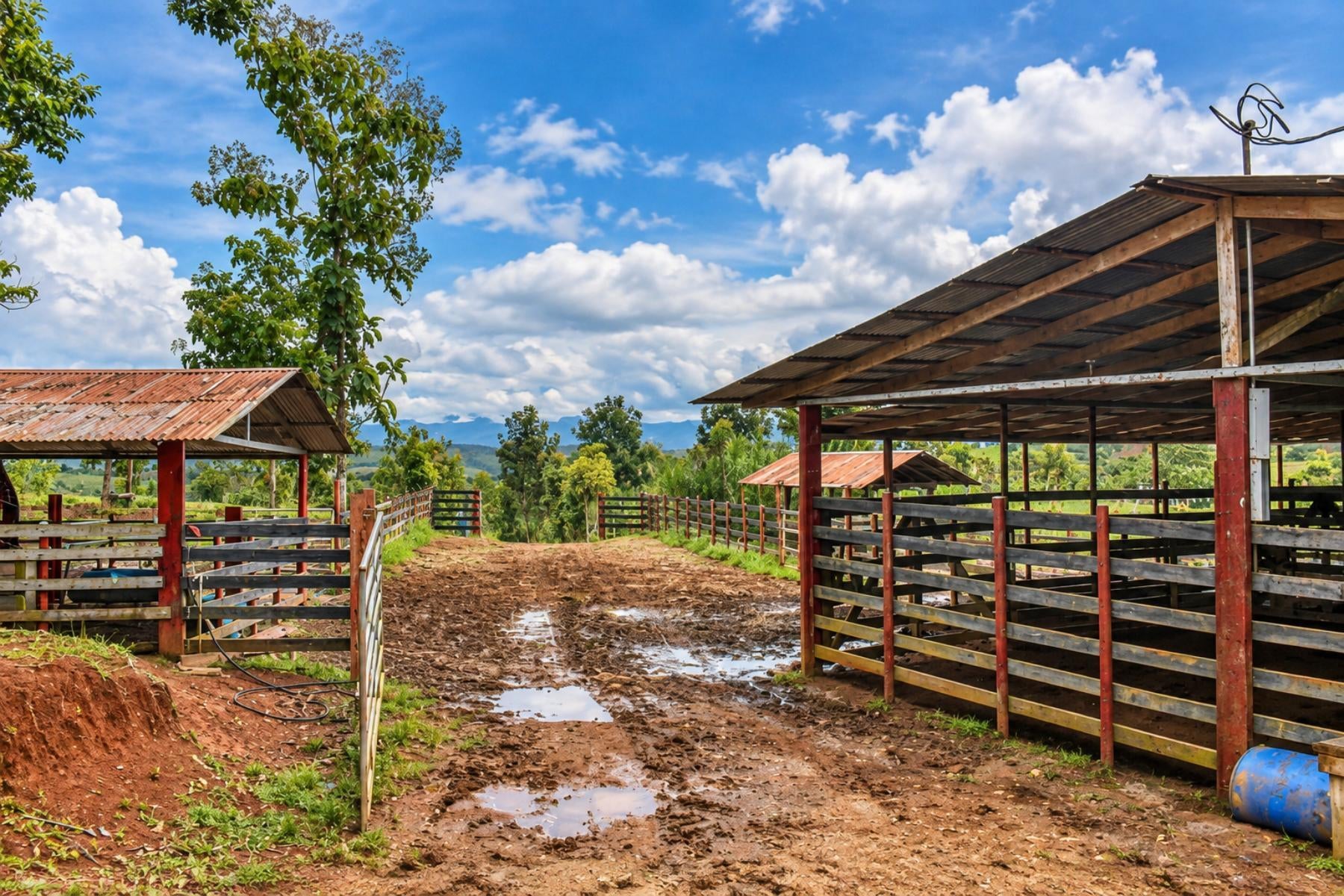 Large Scale Cattle Ranch, San Isidro del General, San Isidro del General, Perez Zeledon, Pejibaye, Perez Zeledon, San Jose, Costa Rica 11907