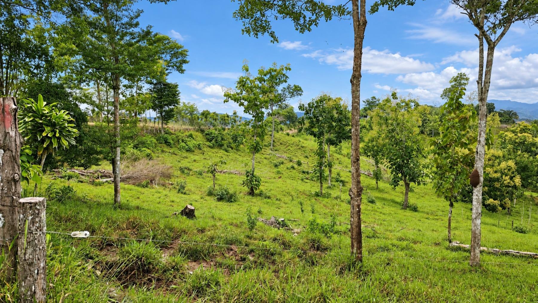 Large Scale Cattle Ranch, San Isidro del General, San Isidro del General, Perez Zeledon, Pejibaye, Perez Zeledon, San Jose, Costa Rica 11907