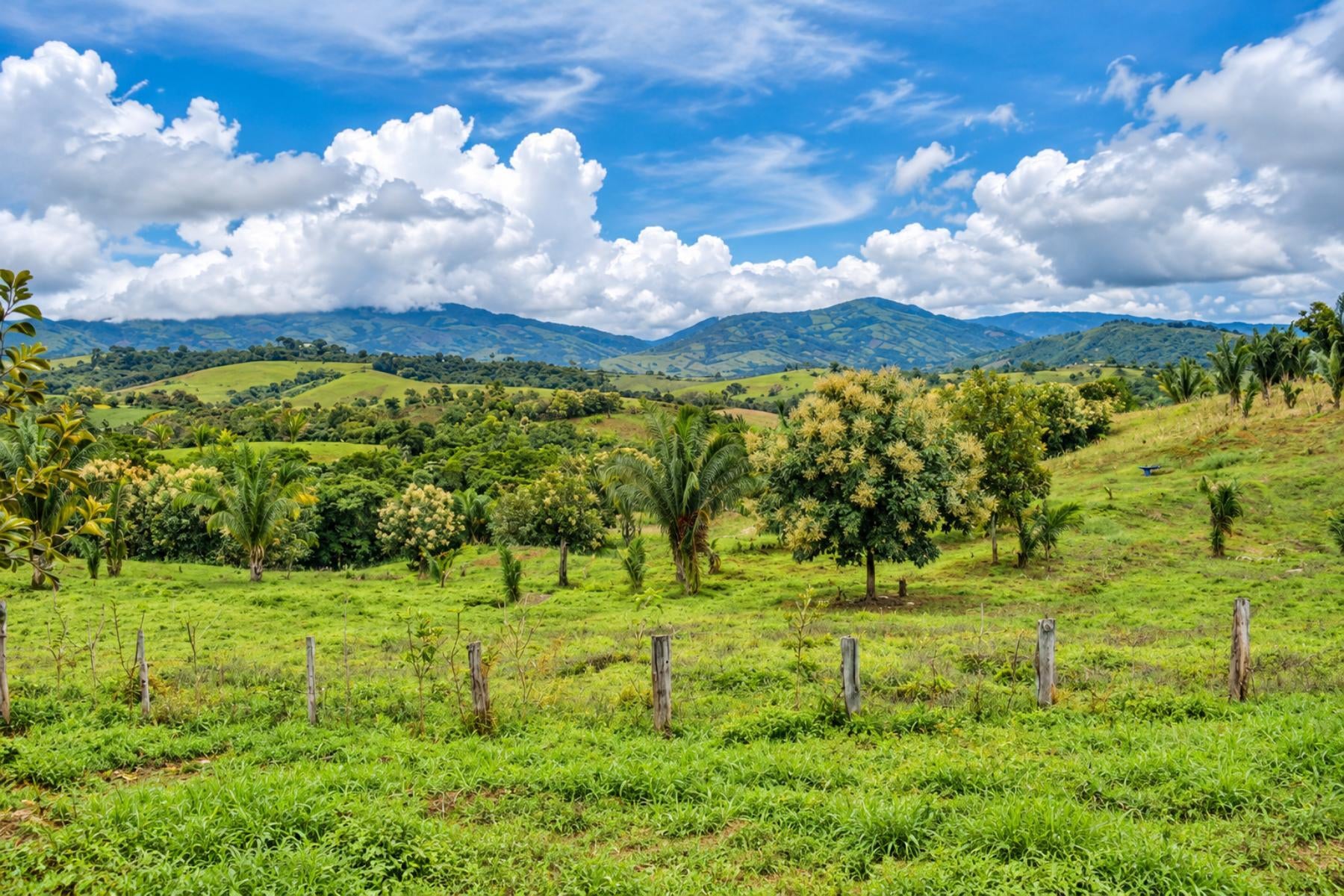 Large Scale Cattle Ranch, San Isidro del General, San Isidro del General, Perez Zeledon, Pejibaye, Perez Zeledon, San Jose, Costa Rica 11907