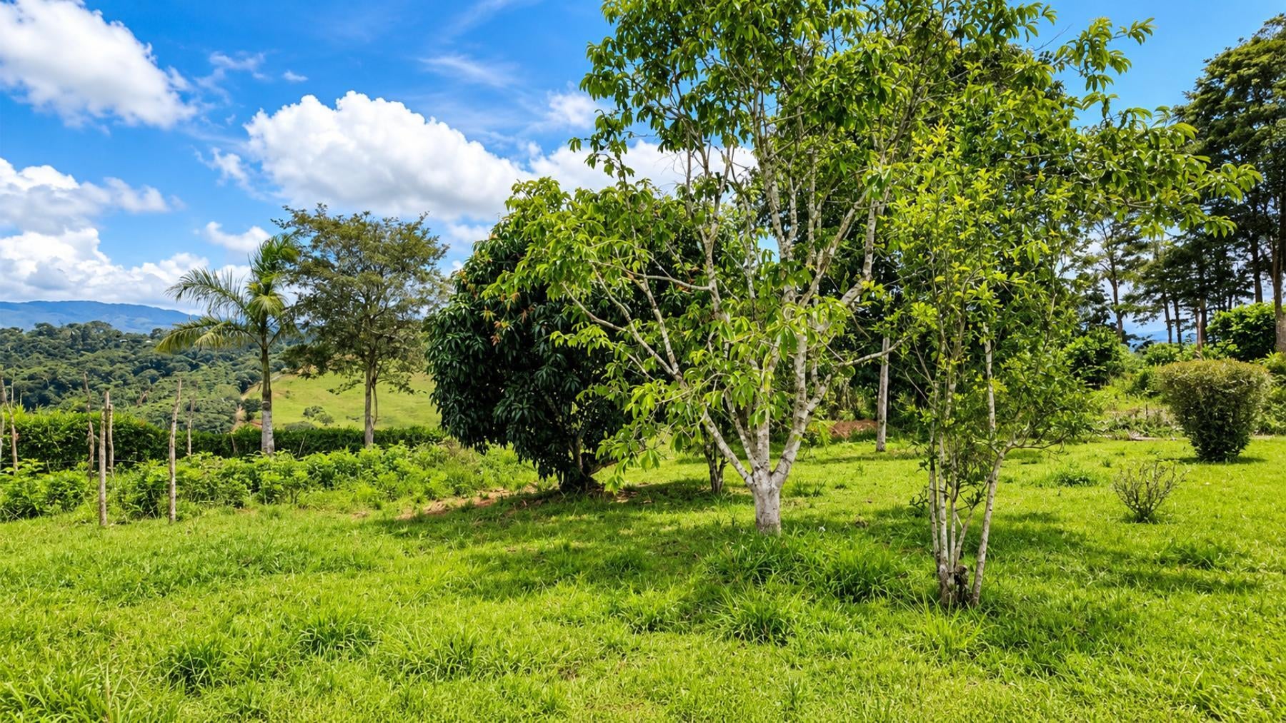 Large Scale Cattle Ranch, San Isidro del General, San Isidro del General, Perez Zeledon, Pejibaye, Perez Zeledon, San Jose, Costa Rica 11907