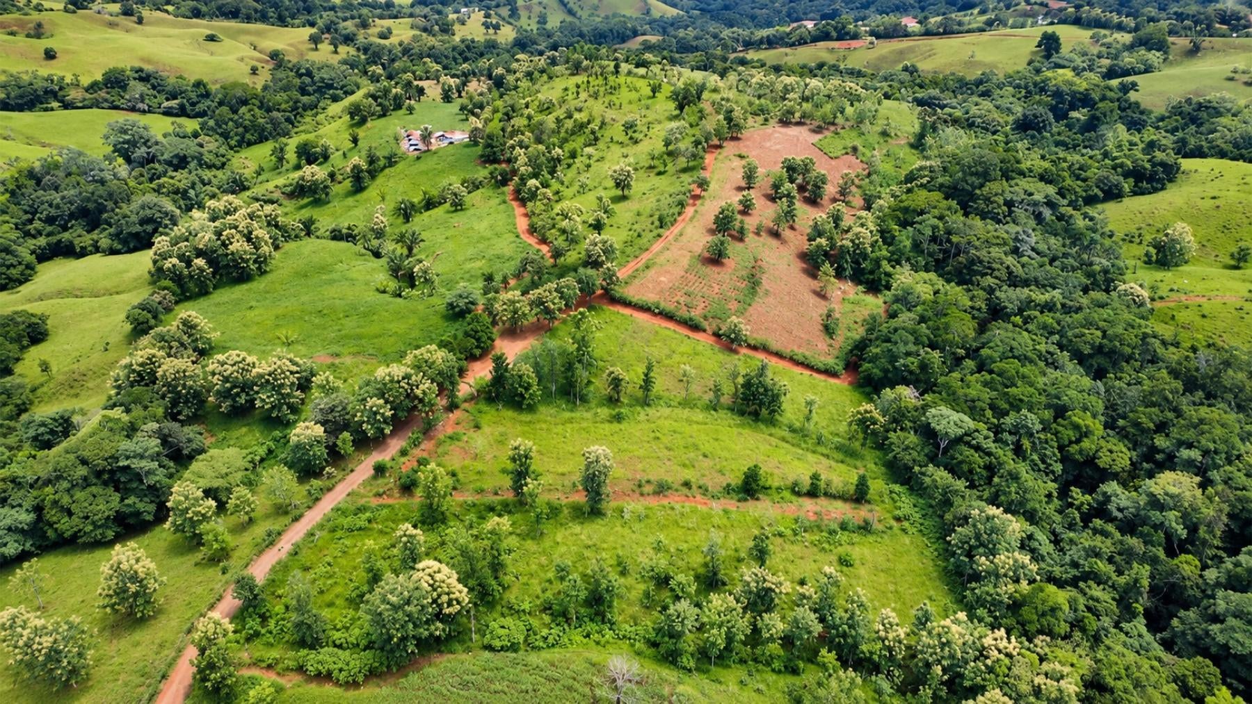 Large Scale Cattle Ranch, San Isidro del General, San Isidro del General, Perez Zeledon, Pejibaye, Perez Zeledon, San Jose, Costa Rica 11907