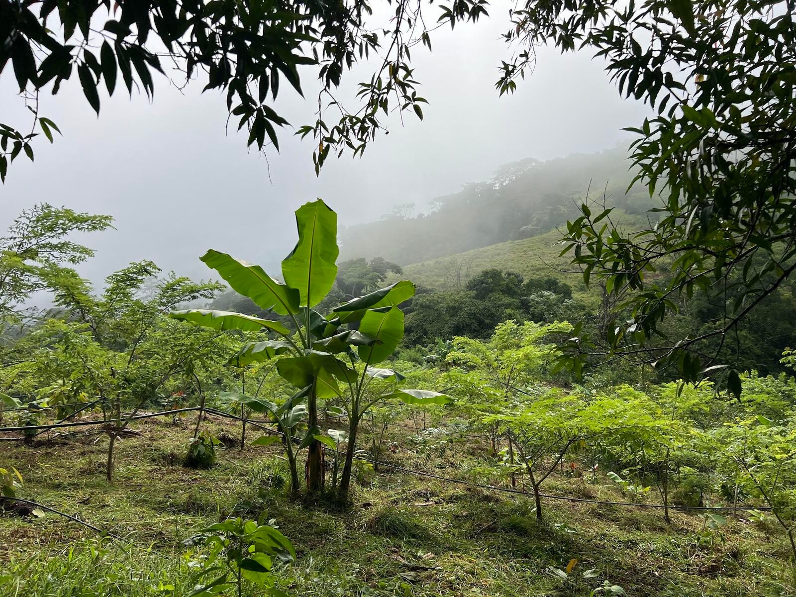 90-Hectare Farm for Conservation & Sustainable Agriculture, El balso , Puntarenas, Cobano, Puntarenas, Costa Rica 60111 90-Hectare Farm for Conservation & Sustainable Agriculture, El balso , Puntarenas, Cobano, Puntarenas, Costa Rica 60111