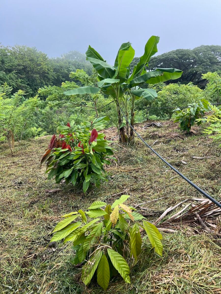 90-Hectare Farm for Conservation & Sustainable Agriculture, El balso , Puntarenas, Cobano, Puntarenas, Costa Rica 60111 90-Hectare Farm for Conservation & Sustainable Agriculture, El balso , Puntarenas, Cobano, Puntarenas, Costa Rica 60111