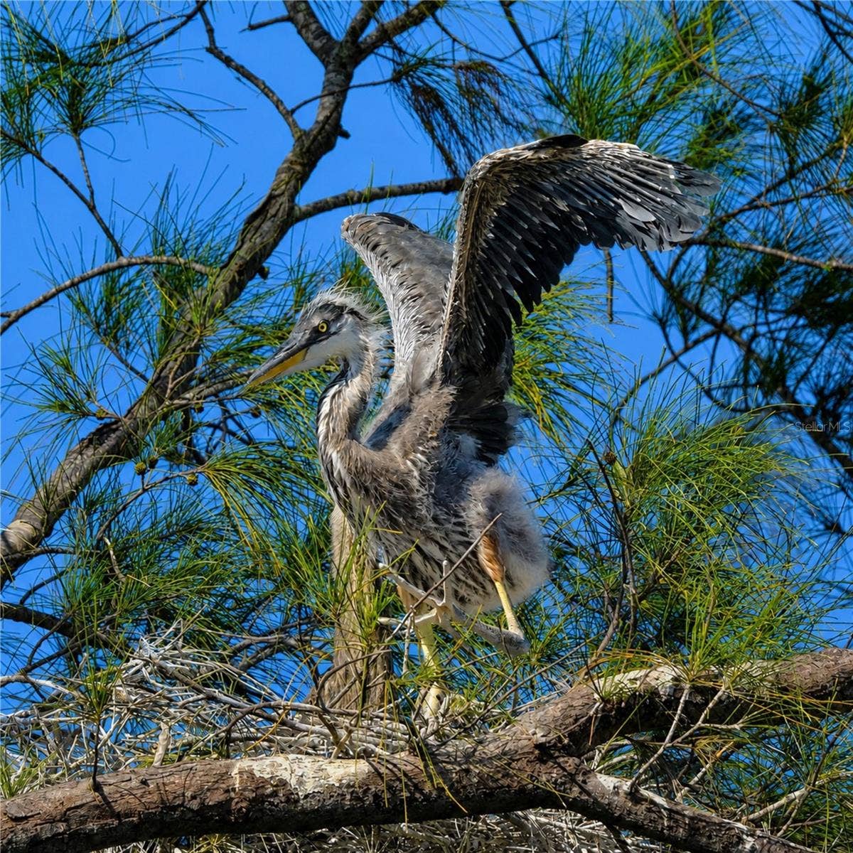 4809 INDEPENDENCE DRIVE, Bradenton, FL 34210 Mt Vernon wildlife growing up