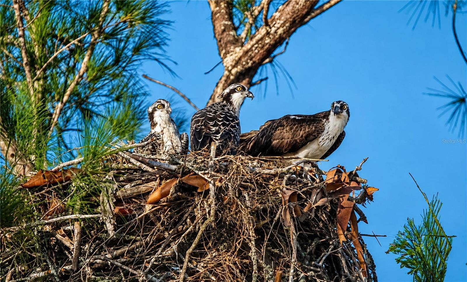 4809 INDEPENDENCE DRIVE, Bradenton, FL 34210 Mt Vernon wildlife nesting