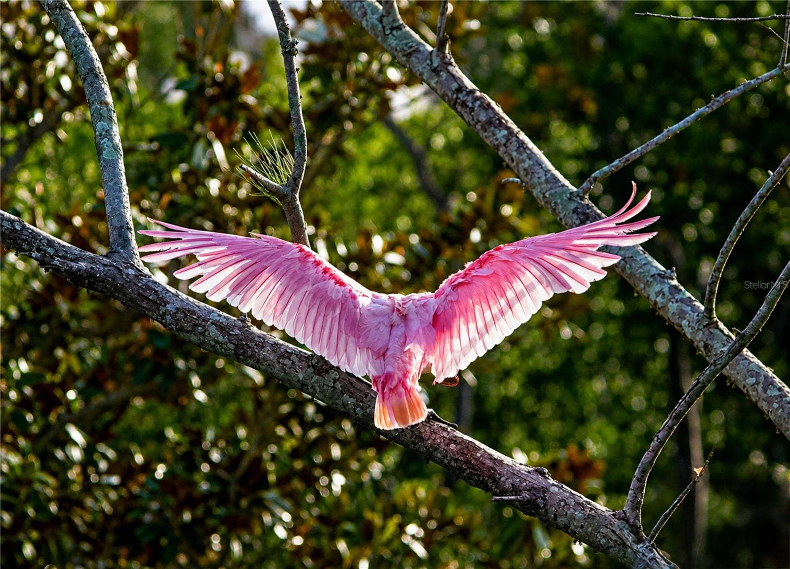 4809 INDEPENDENCE DRIVE, Bradenton, FL 34210 Mt Vernon Rosette Spoonbill