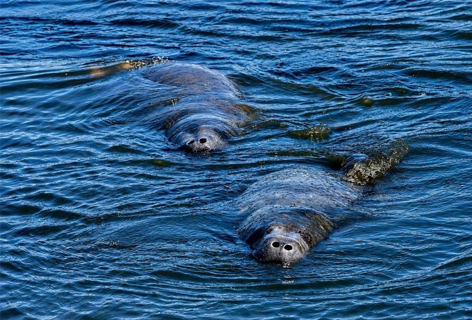4809 INDEPENDENCE DRIVE, Bradenton, FL 34210 Manatees visiting Mt Vernon canal