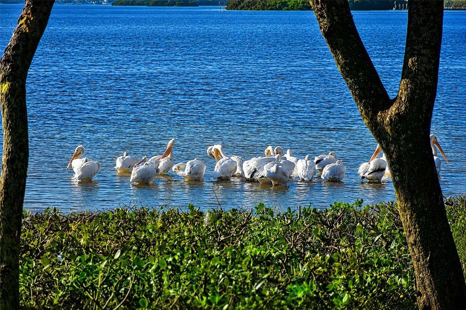 4809 INDEPENDENCE DRIVE, Bradenton, FL 34210 Mt Vernon wildlife .. white pelicans