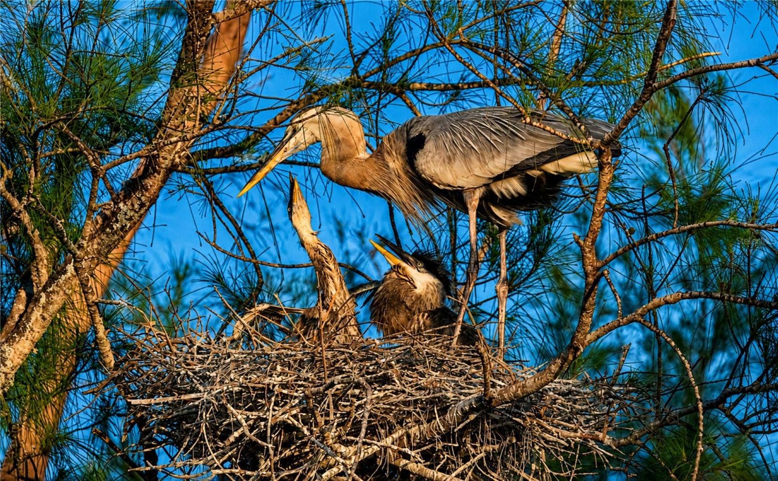 4853 INDEPENDENCE DRIVE, Bradenton, FL 34210 Mt Vernon wildlife nesting